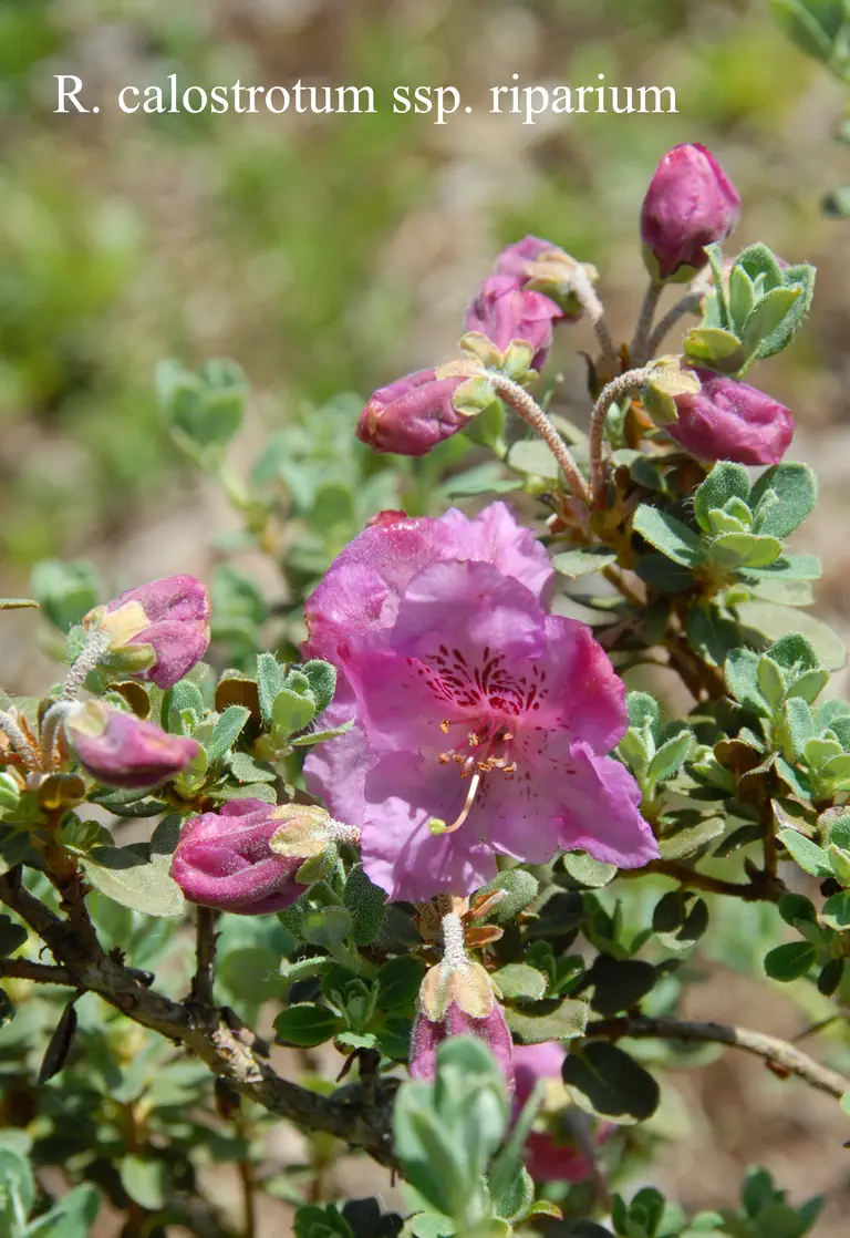 Photo of R. calostrotum ssp riparium, Species
