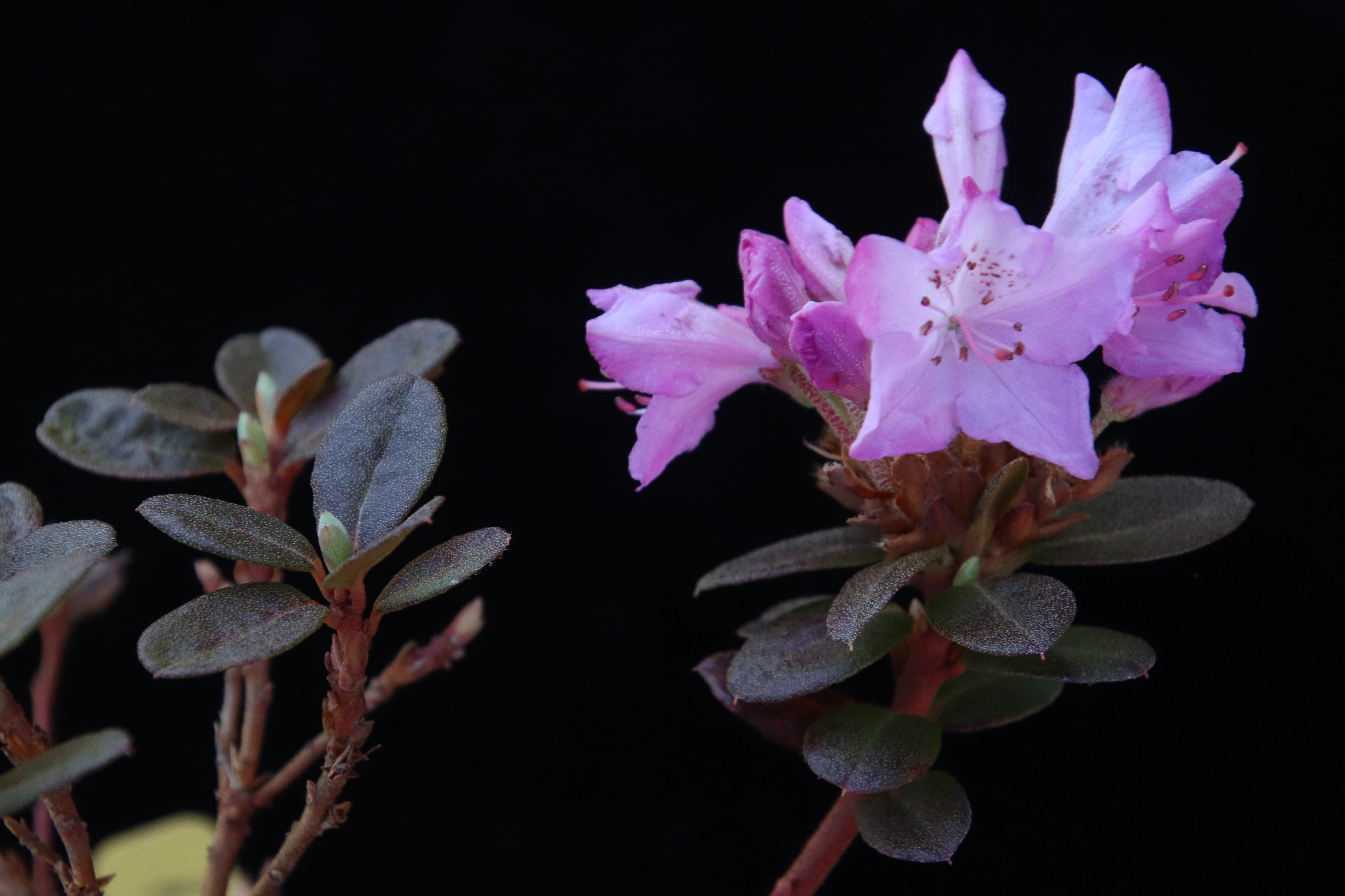 Rhododendron calostrotum ssp riparium photo