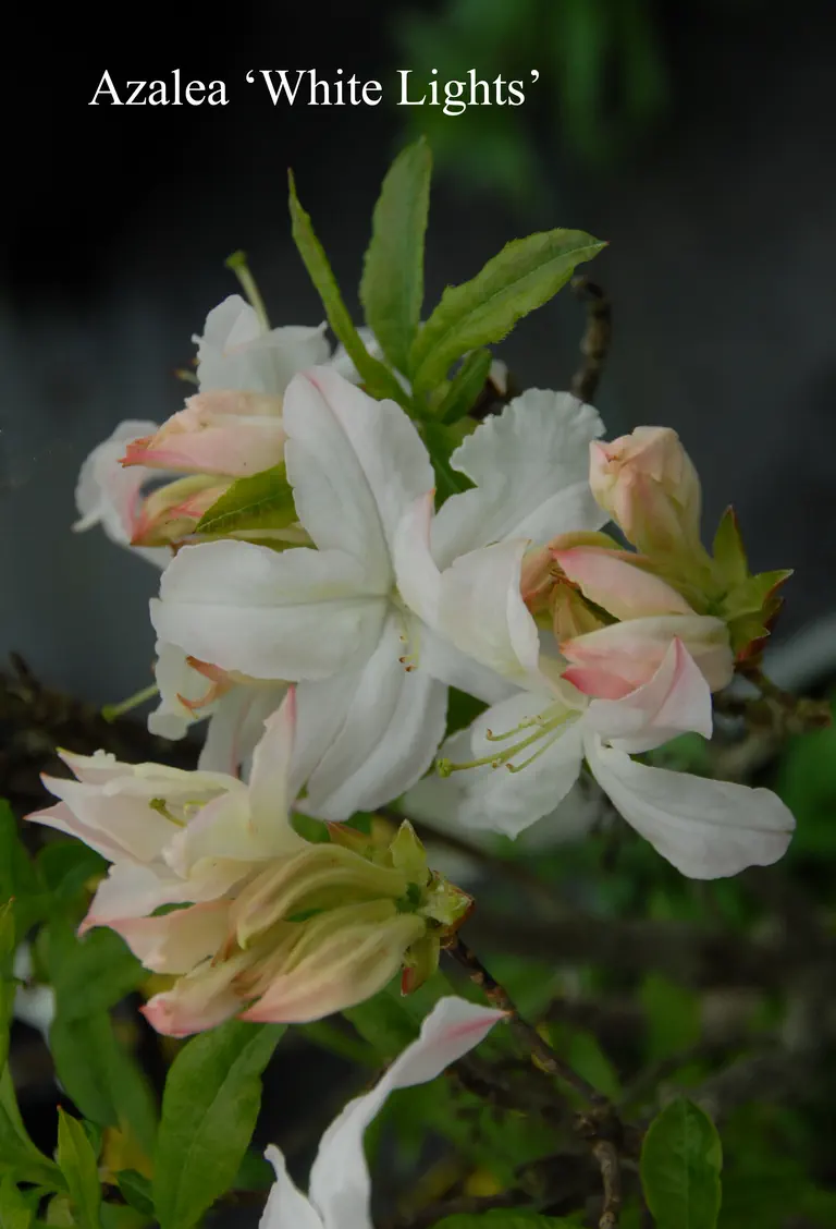 Photo of R. 'White Lights', Deciduous Azalea Hybrid