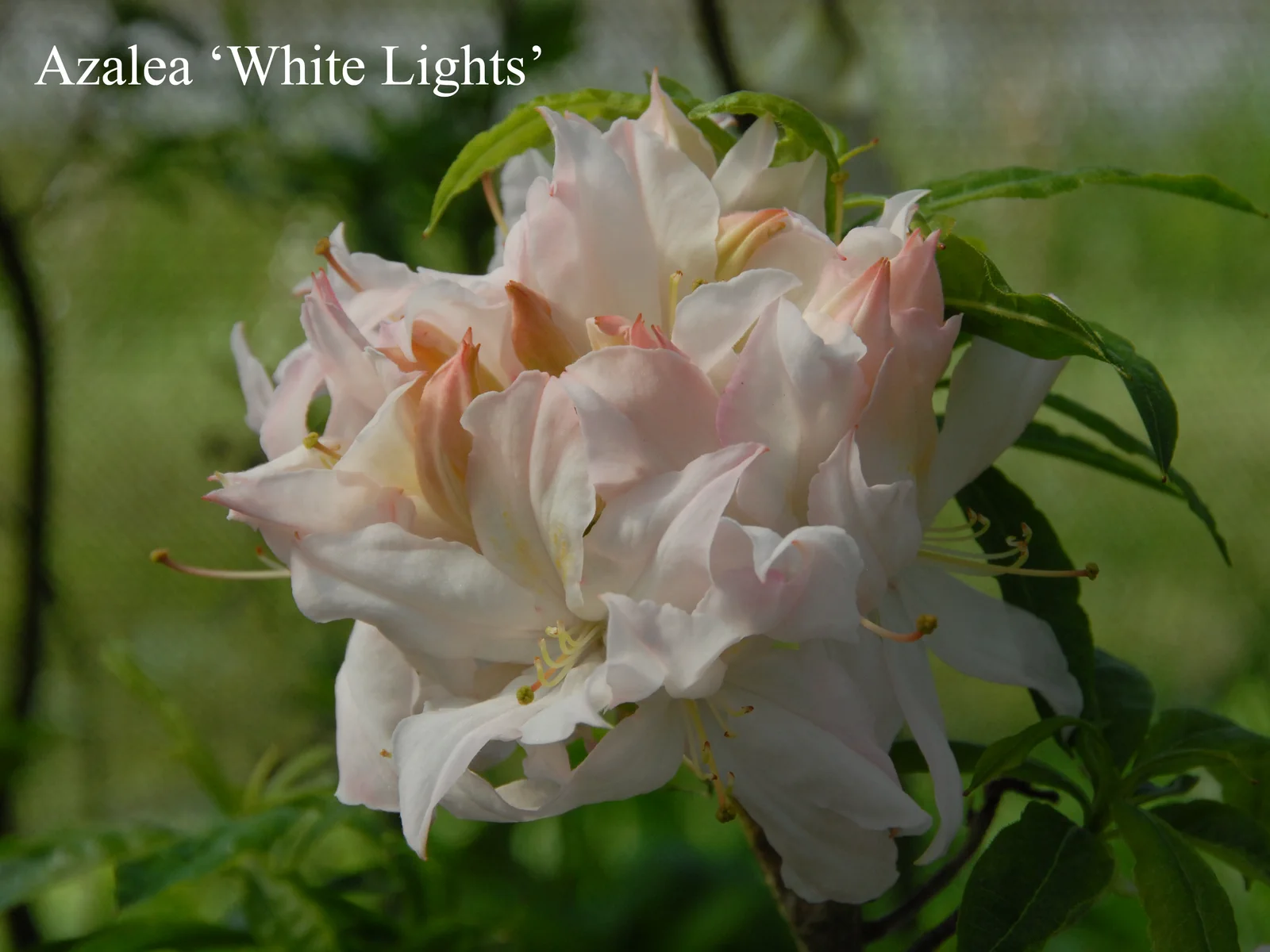 R. 'White Lights' photo of R. 'White Lights'. Location: Fearing's Farm Nursery, Abbotsford, BC, Canada. Photo by: Harold Fearing