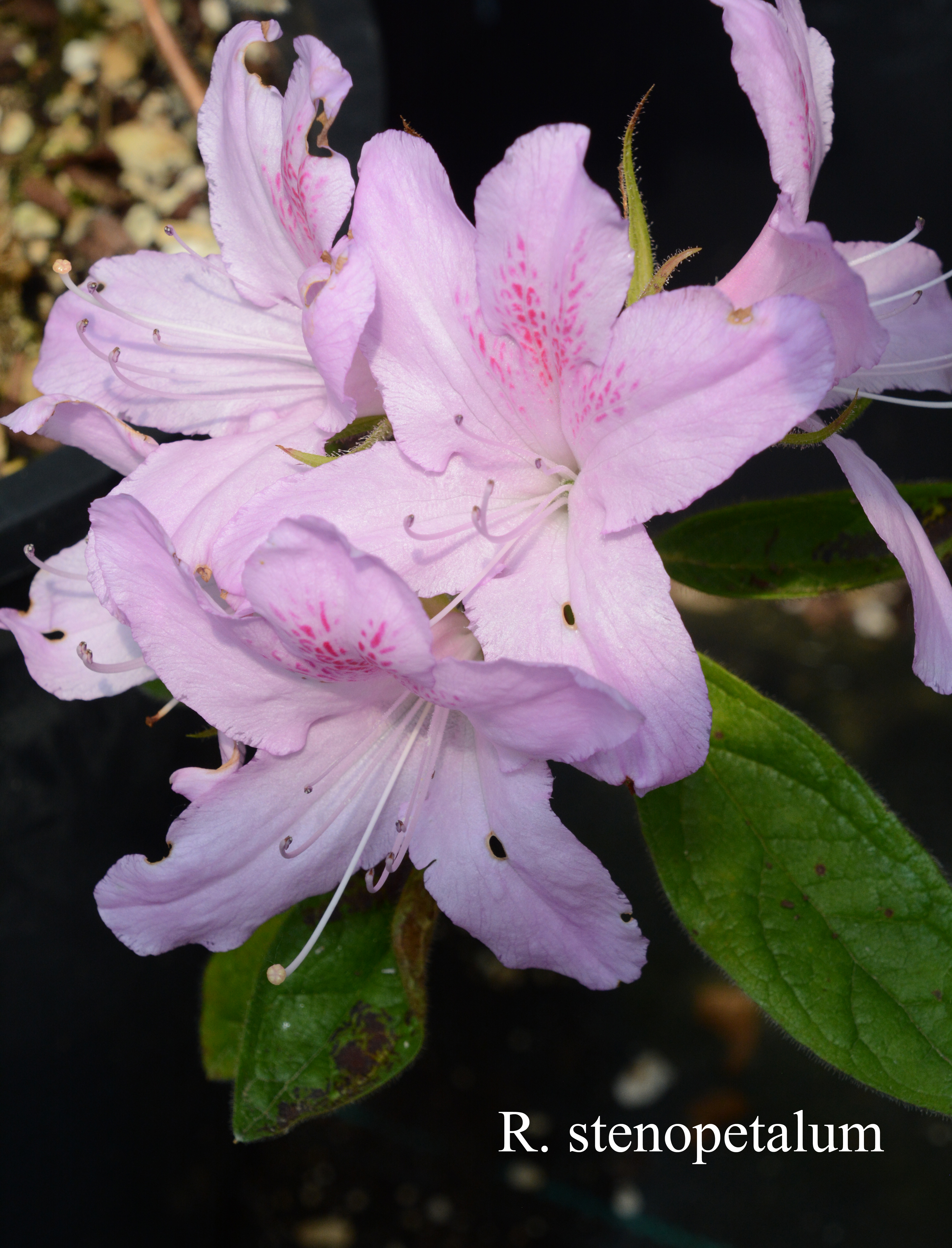 Rhododendron stenopetalum photo