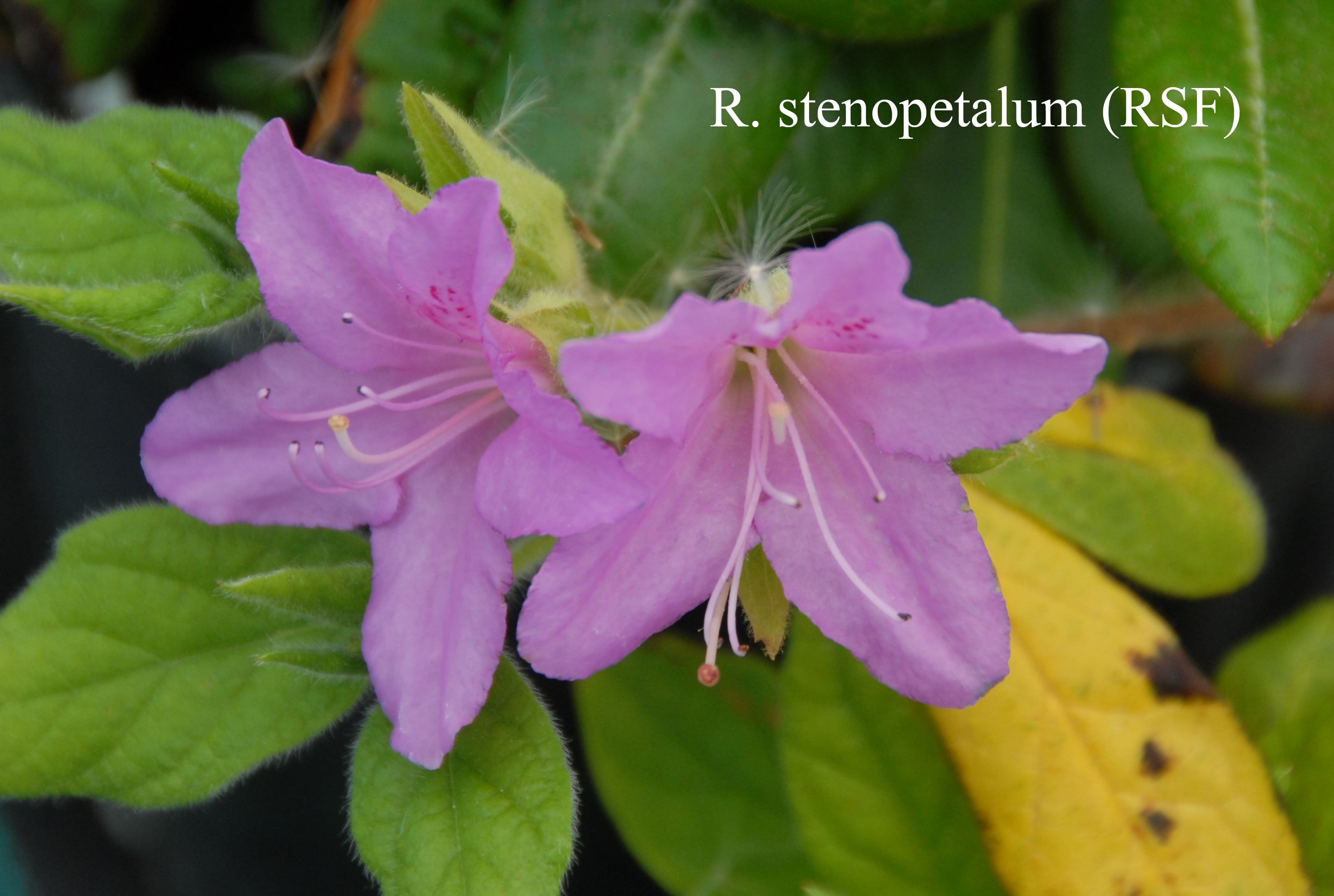 Rhododendron stenopetalum photo