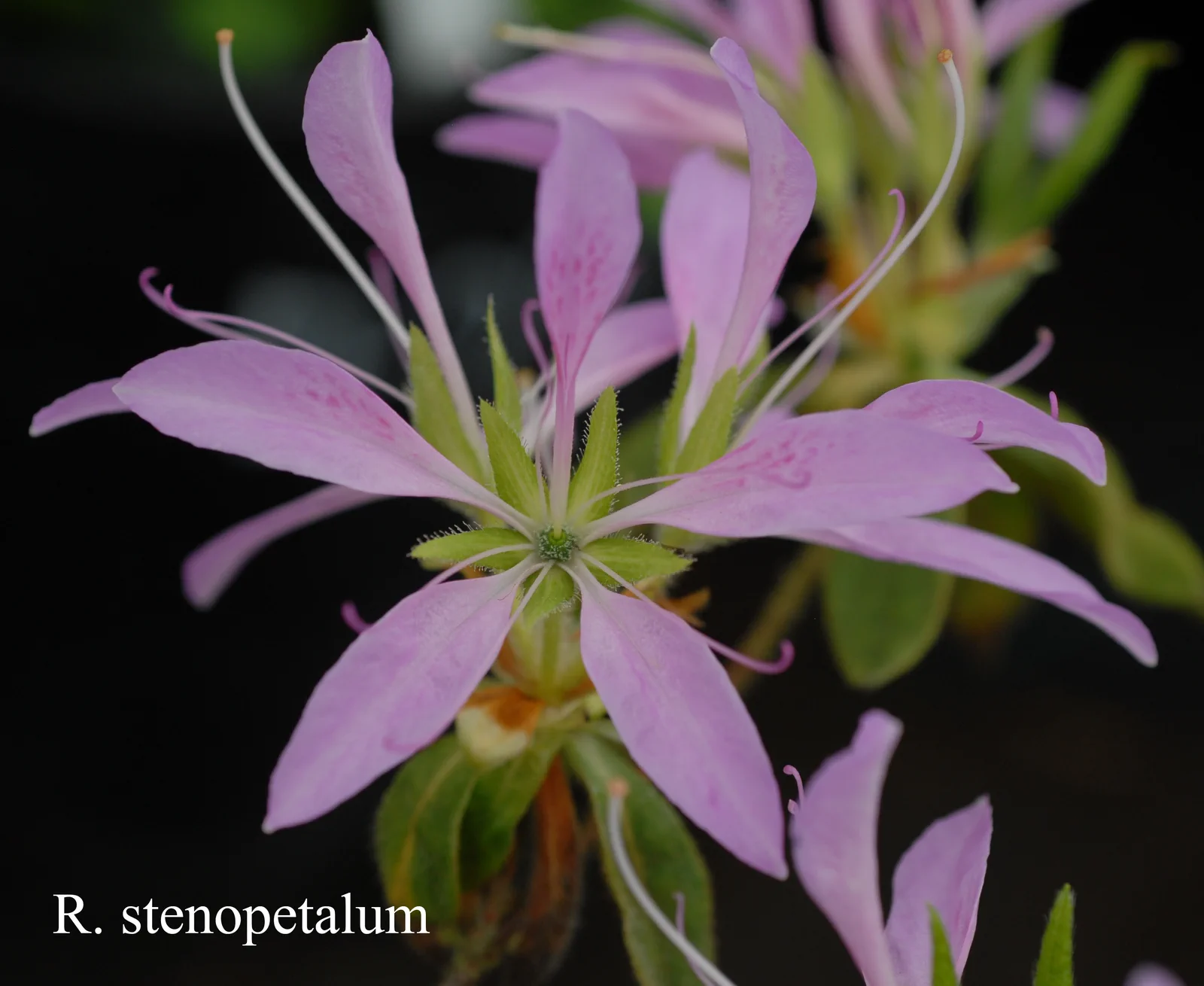 R. stenopetalum photo of R. stenopetalum. Location: Fearing's Farm Nursery, Abbotsford, BC, Canada. Photo by: Harold Fearing