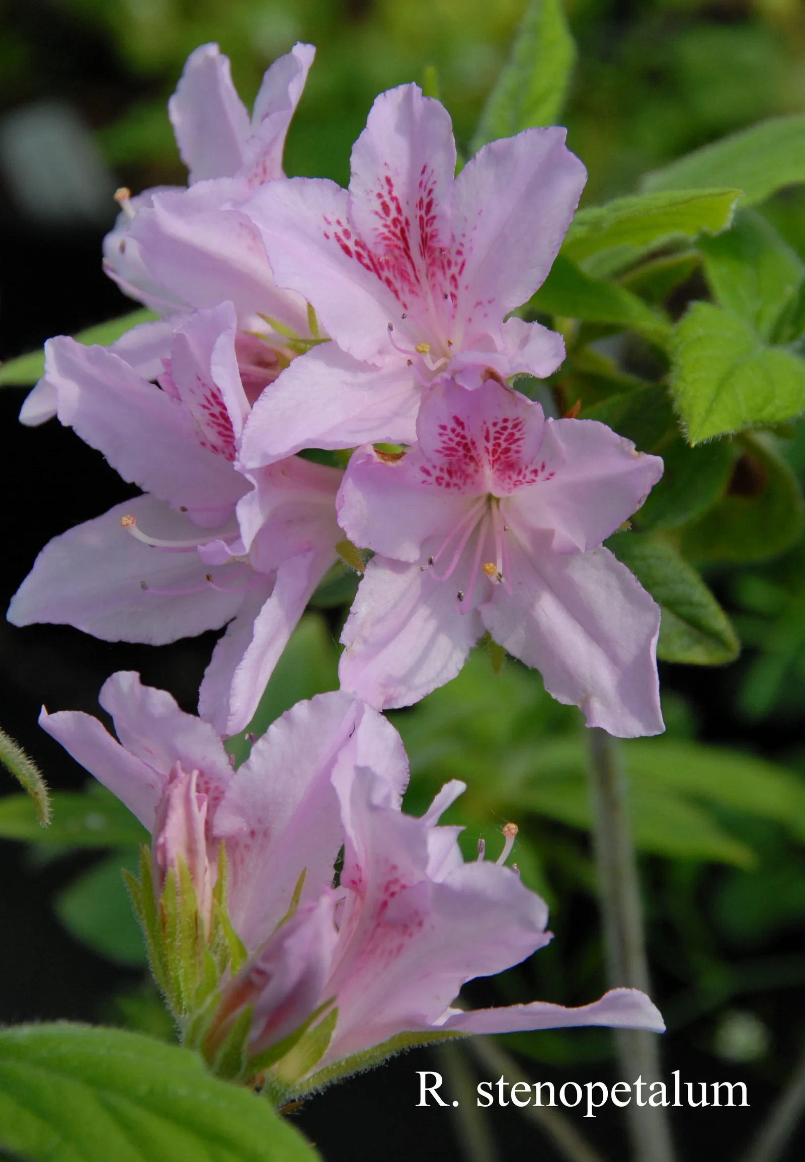 R. stenopetalum photo of R. stenopetalum. Seed Lot: RSF-06-2889 Seed Comments: 1982/118 x 1982/134. Location: Fearing's Farm Nursery, Abbotsford, BC, Canada. Photo by: Harold Fearing