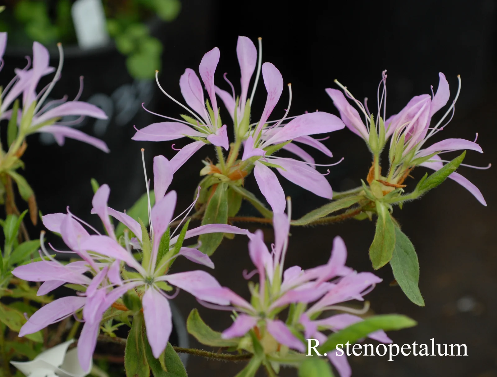 R. stenopetalum photo of R. stenopetalum. Location: Fearing's Farm Nursery, Abbotsford, BC, Canada. Photo by: Harold Fearing
