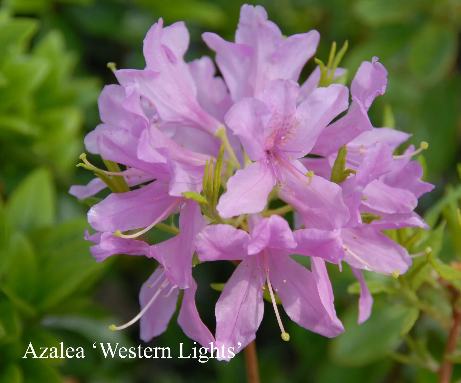R. 'Western Lights' photo of R. 'Western Lights'. Location: Fearing's Farm Nursery, Abbotsford, BC, Canada. Photo by: Harold Fearing