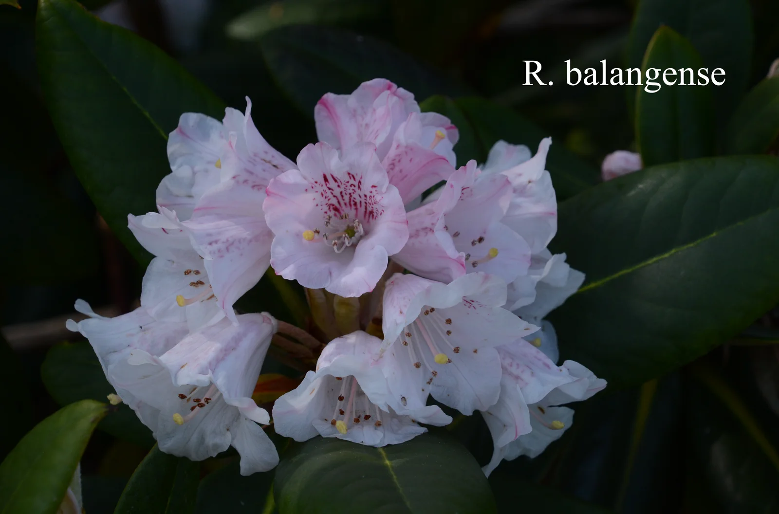 R. balangense photo of R. balangense. Location: Fearing's Farm Nursery, Abbotsford, BC, Canada. Photo by: Harold Fearing