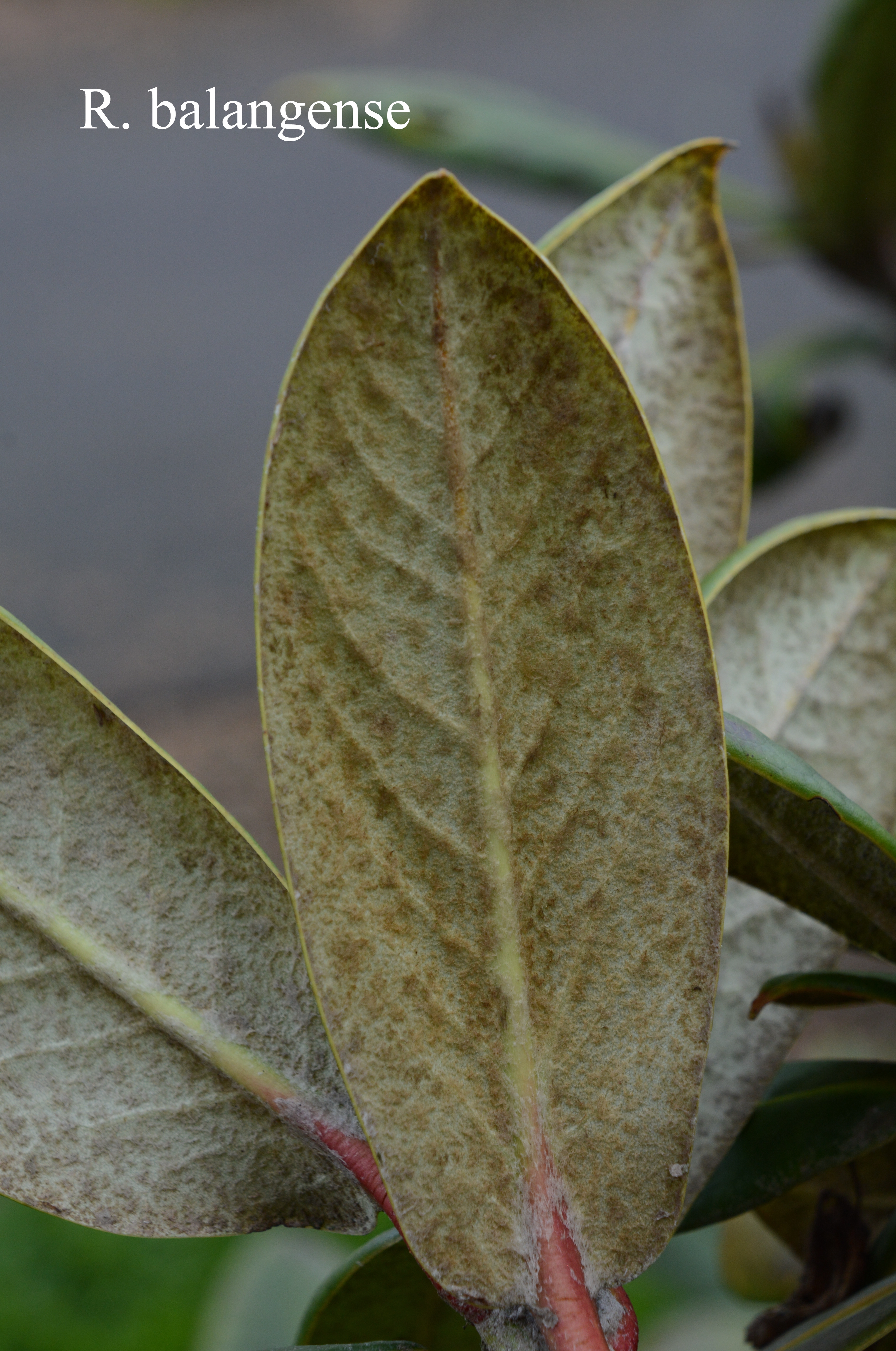 Rhododendron balangense photo