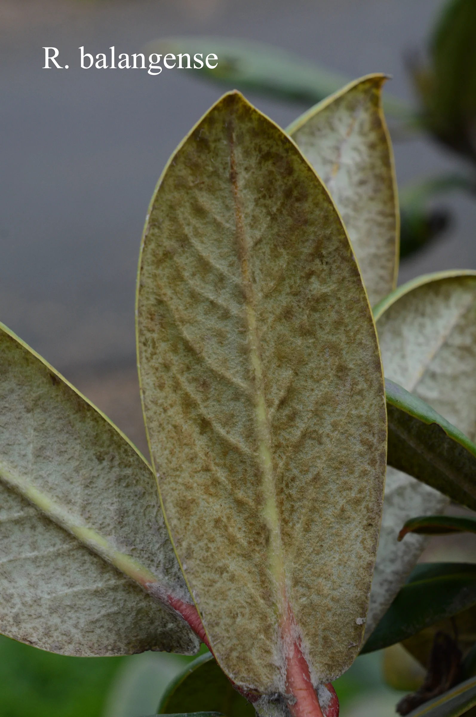 R. balangense photo of R. balangense. Leaf. Location: Fearing's Farm Nursery, Abbotsford, BC, Canada. Photo by: Harold Fearing