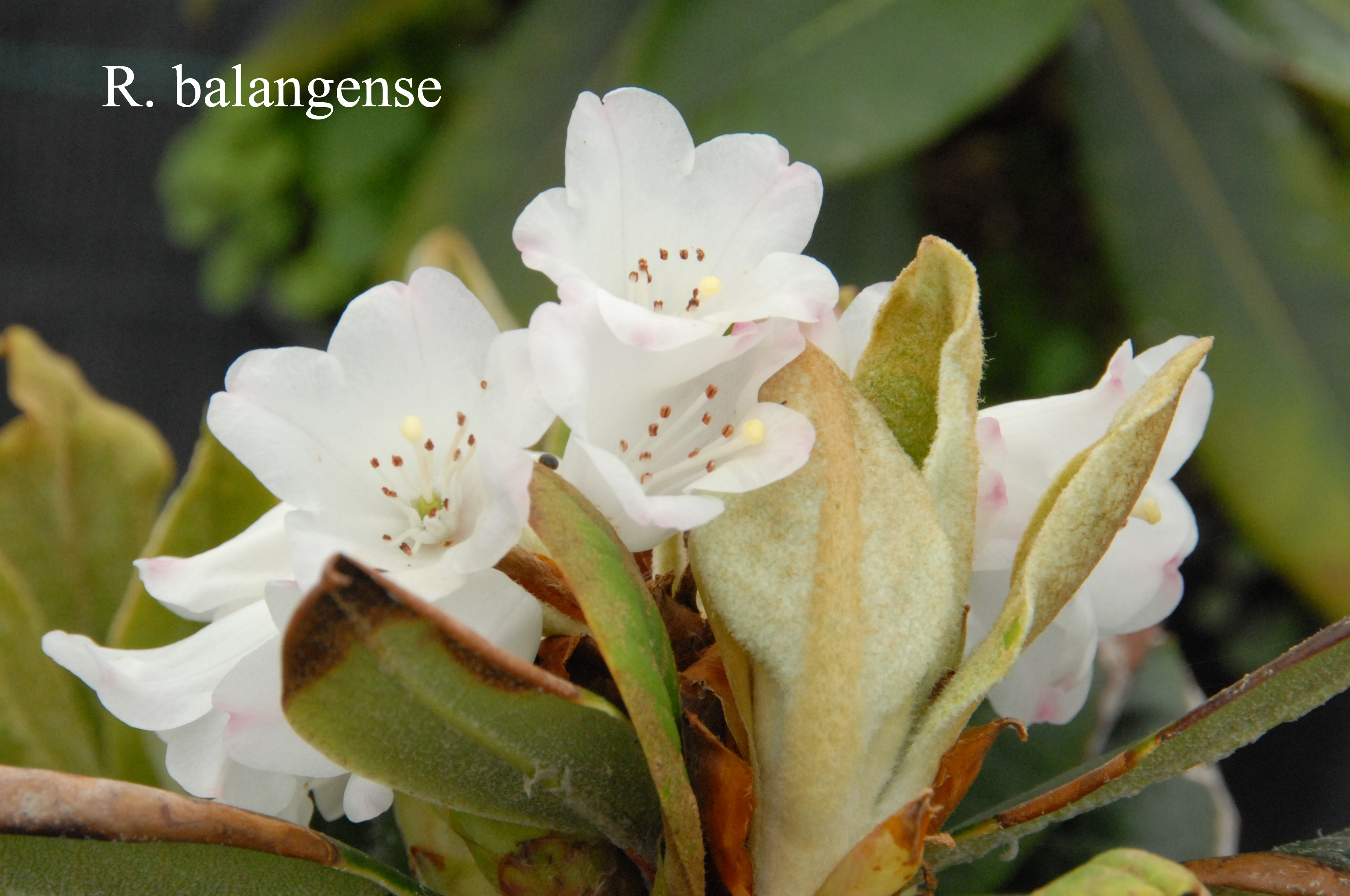 Rhododendron balangense photo