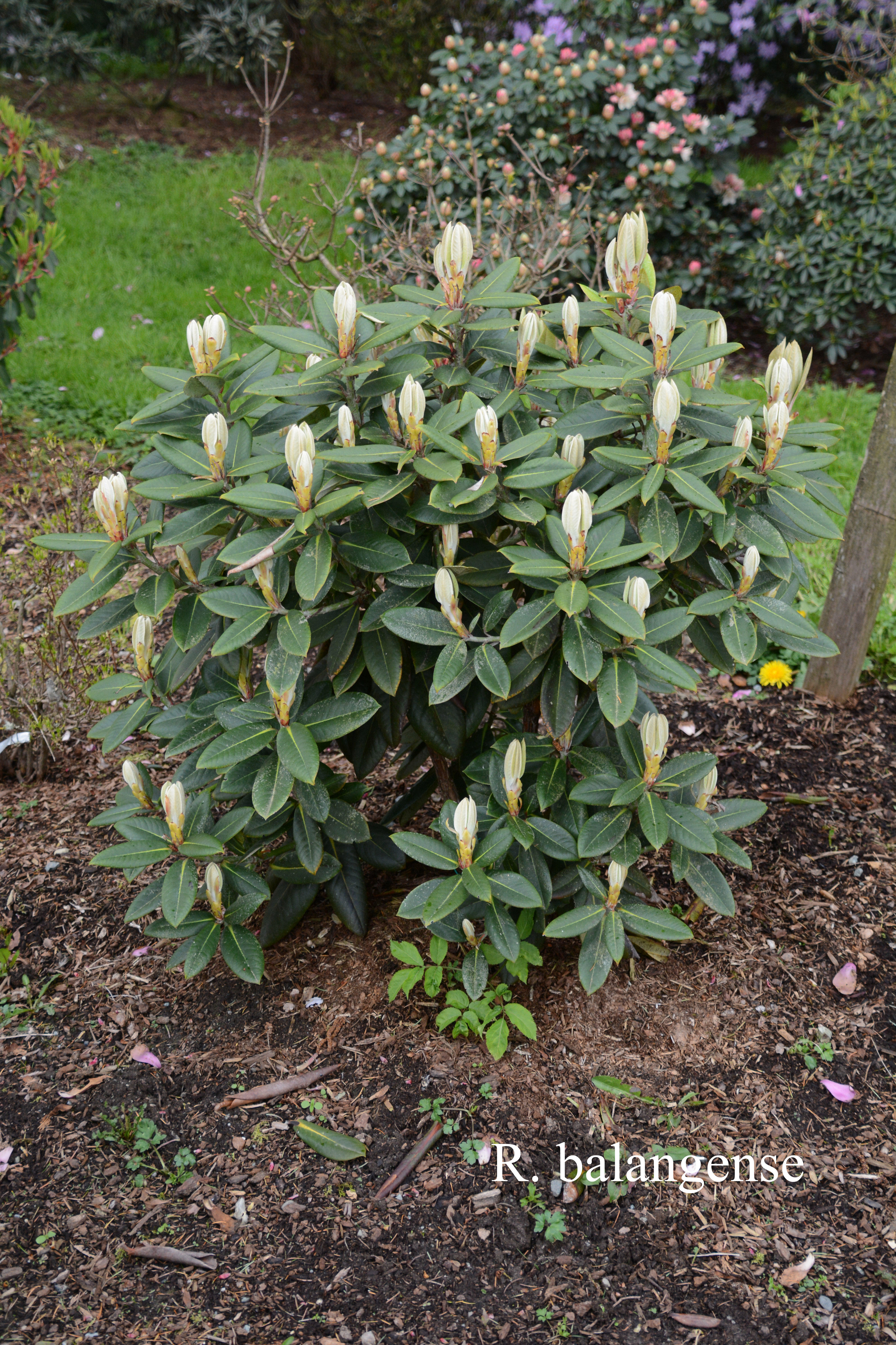 Rhododendron balangense photo