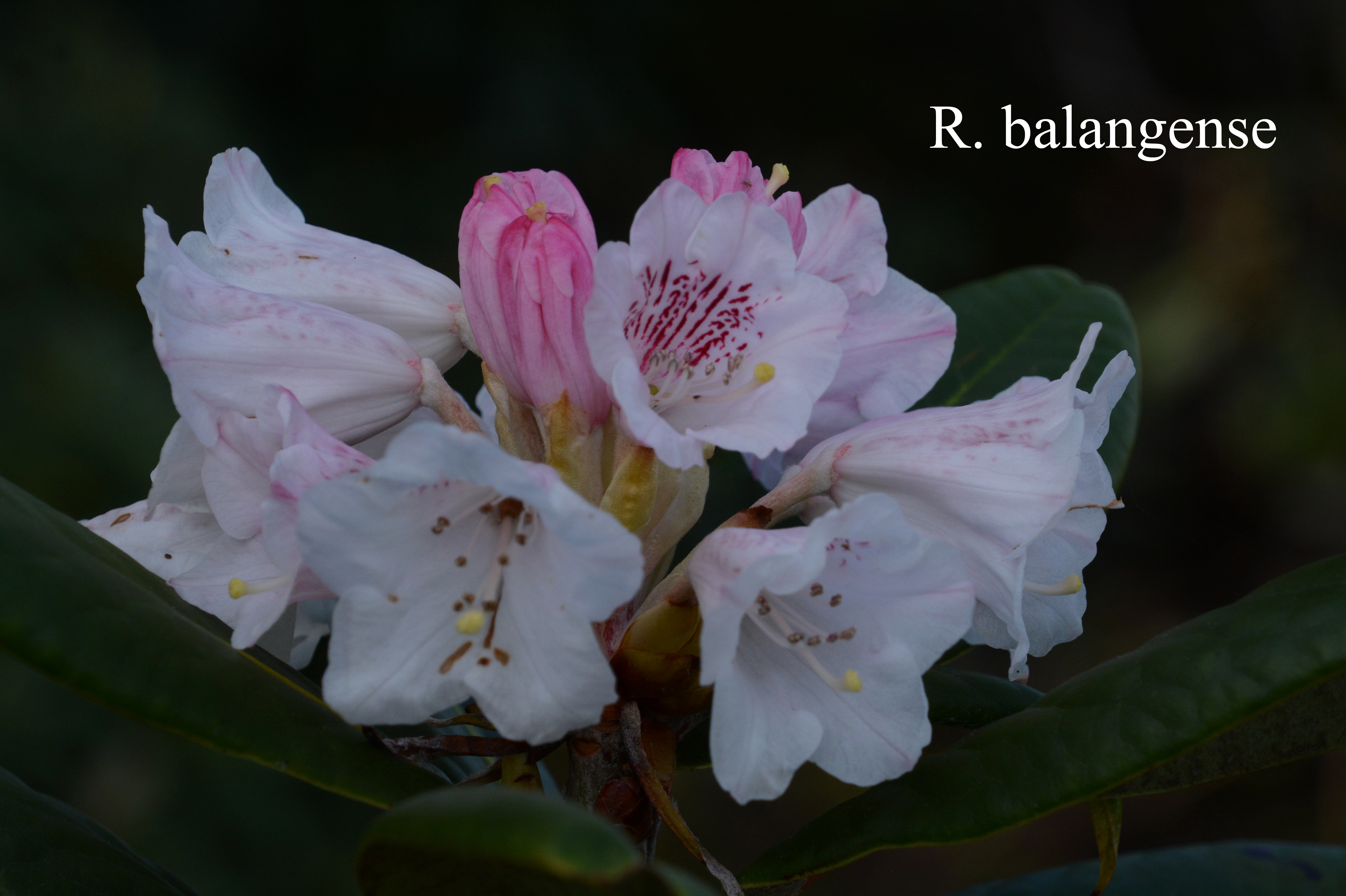 Rhododendron balangense photo