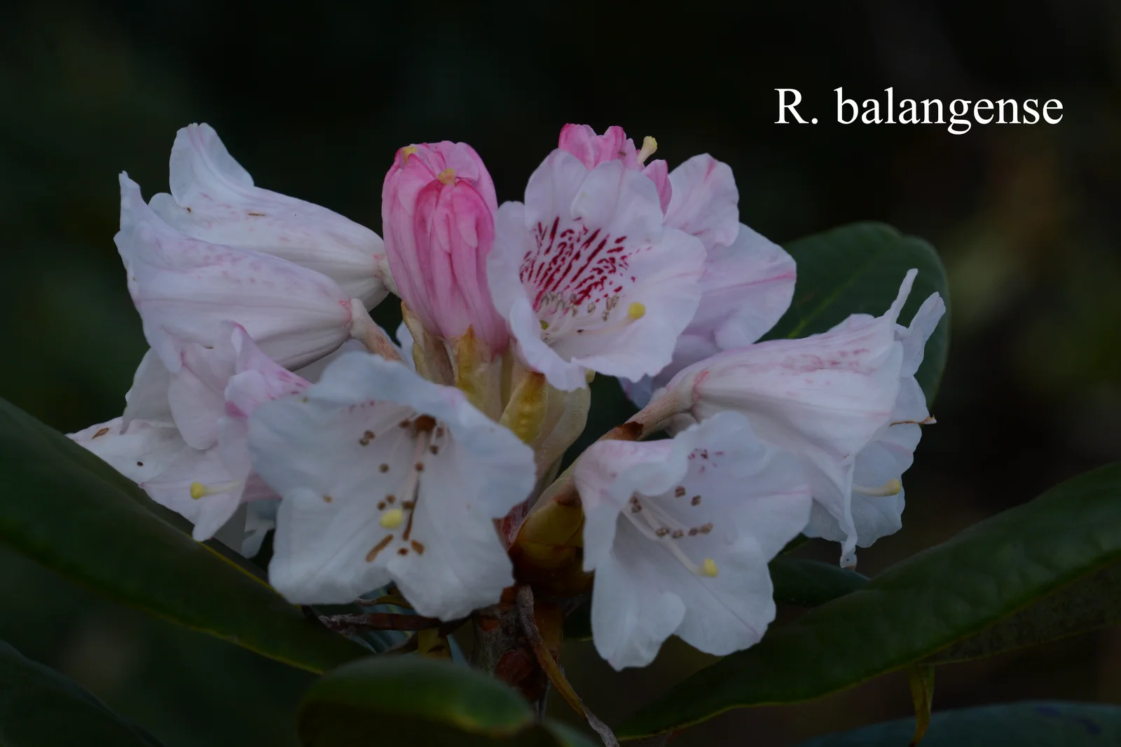 R. balangense photo of R. balangense. Location: Fearing's Farm Nursery, Abbotsford, BC, Canada. Photo by: Harold Fearing