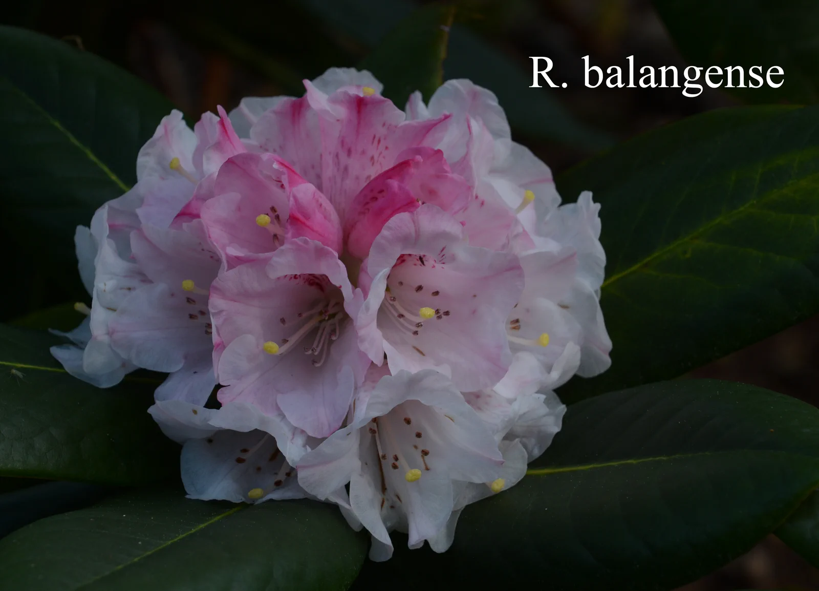 R. balangense photo of R. balangense. Location: Fearing's Farm Nursery, Abbotsford, BC, Canada. Photo by: Harold Fearing