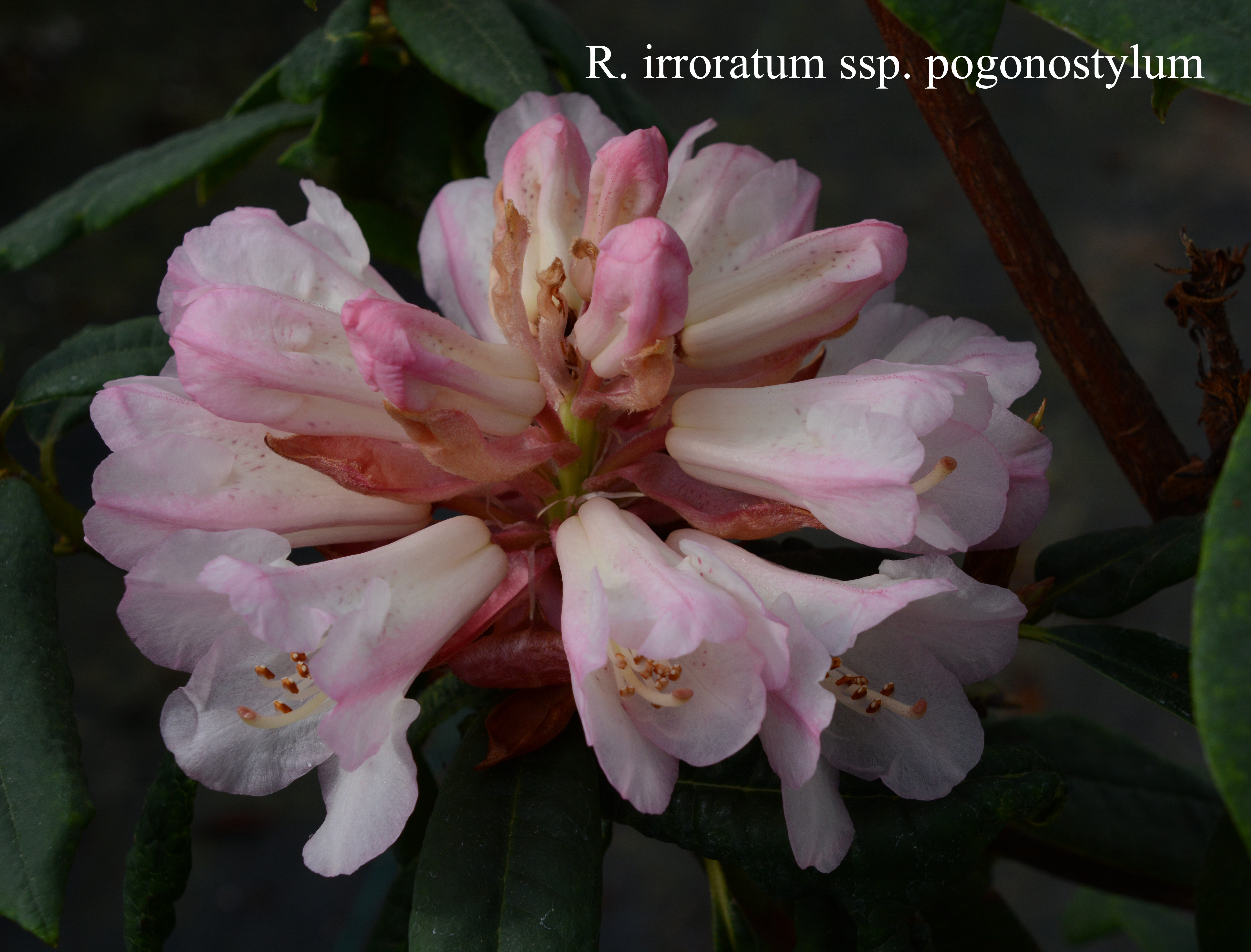 Rhododendron irroratum ssp pogonostylum photo