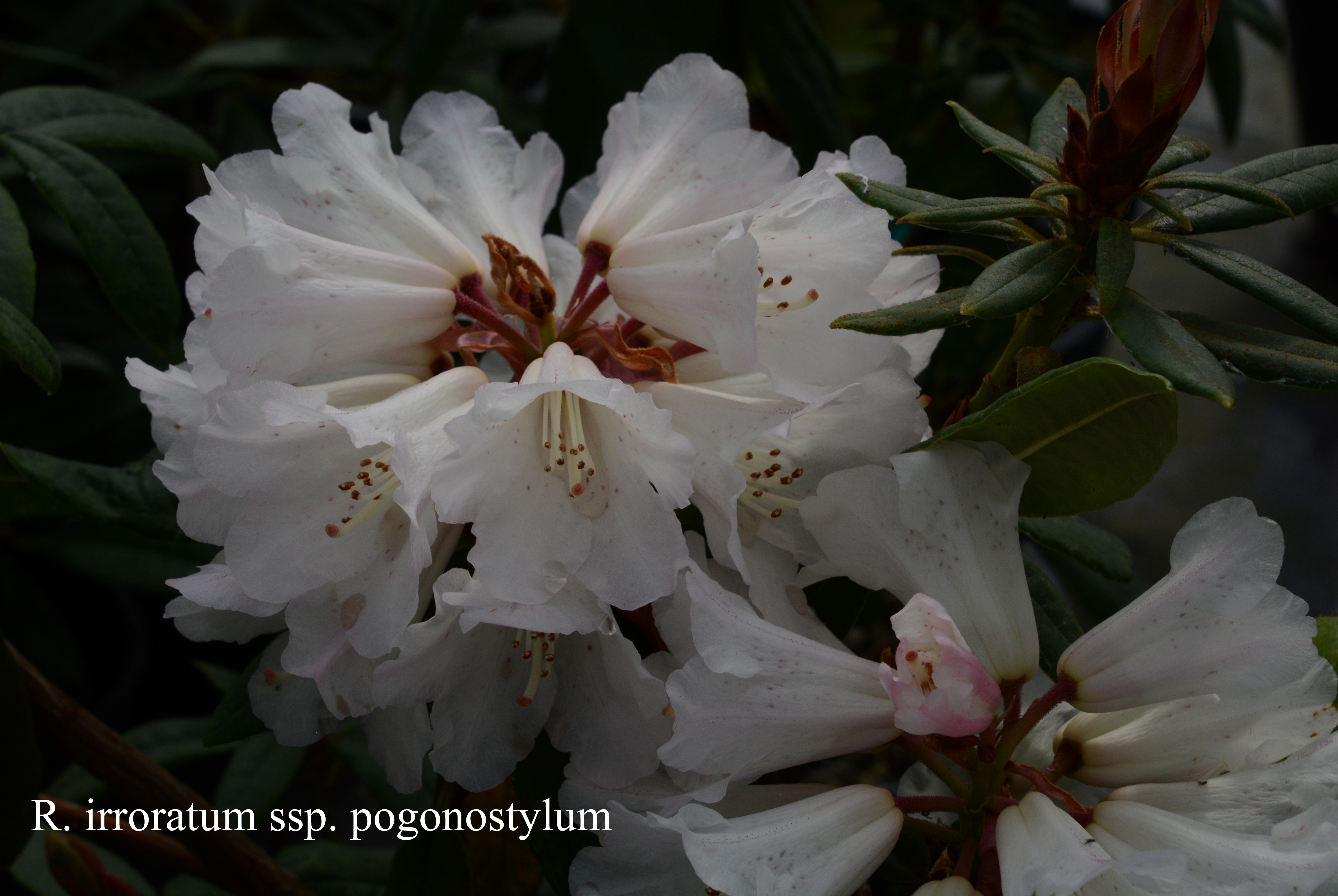 Rhododendron irroratum ssp pogonostylum photo