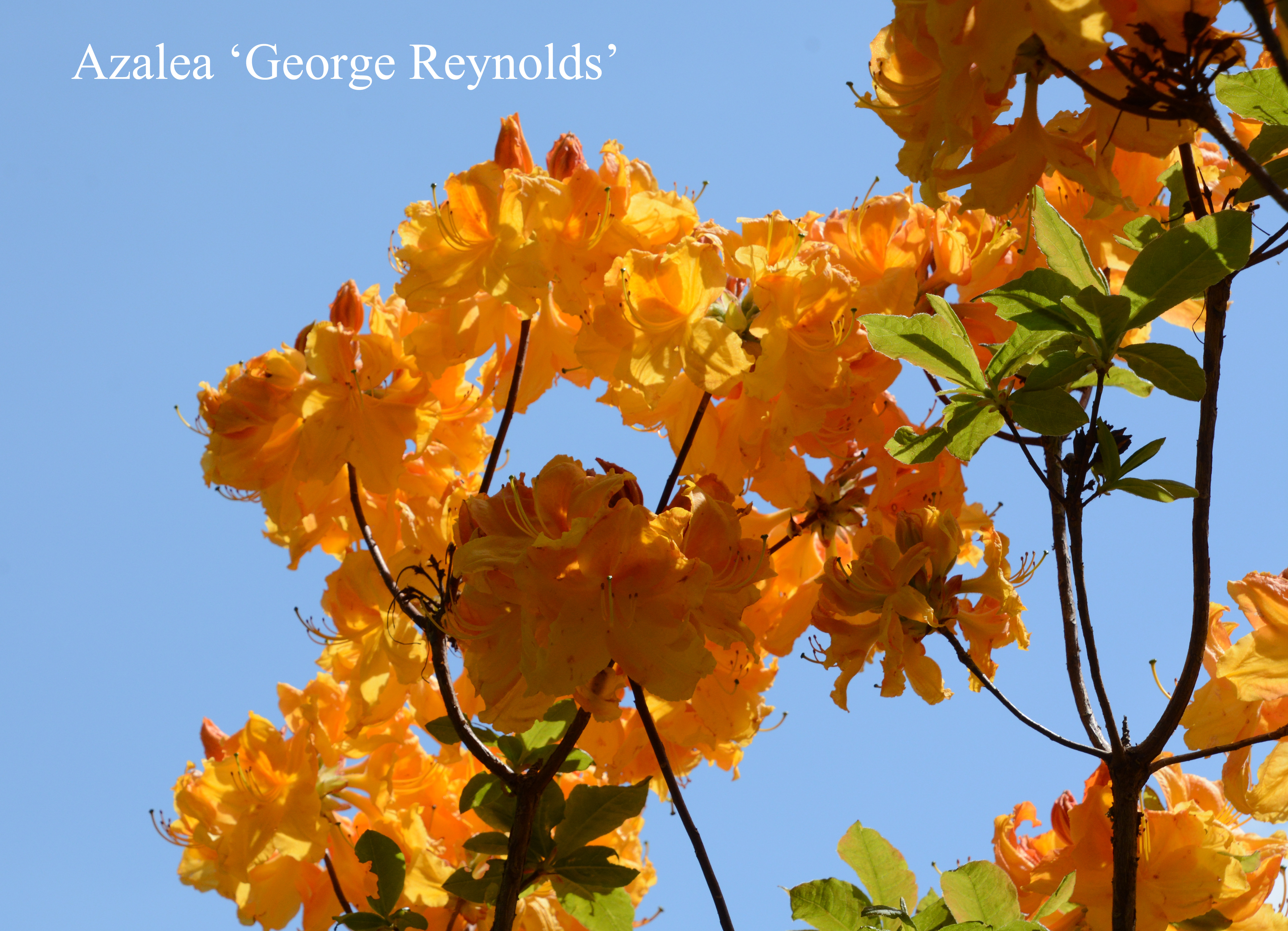 Rhododendron George Reynolds photo