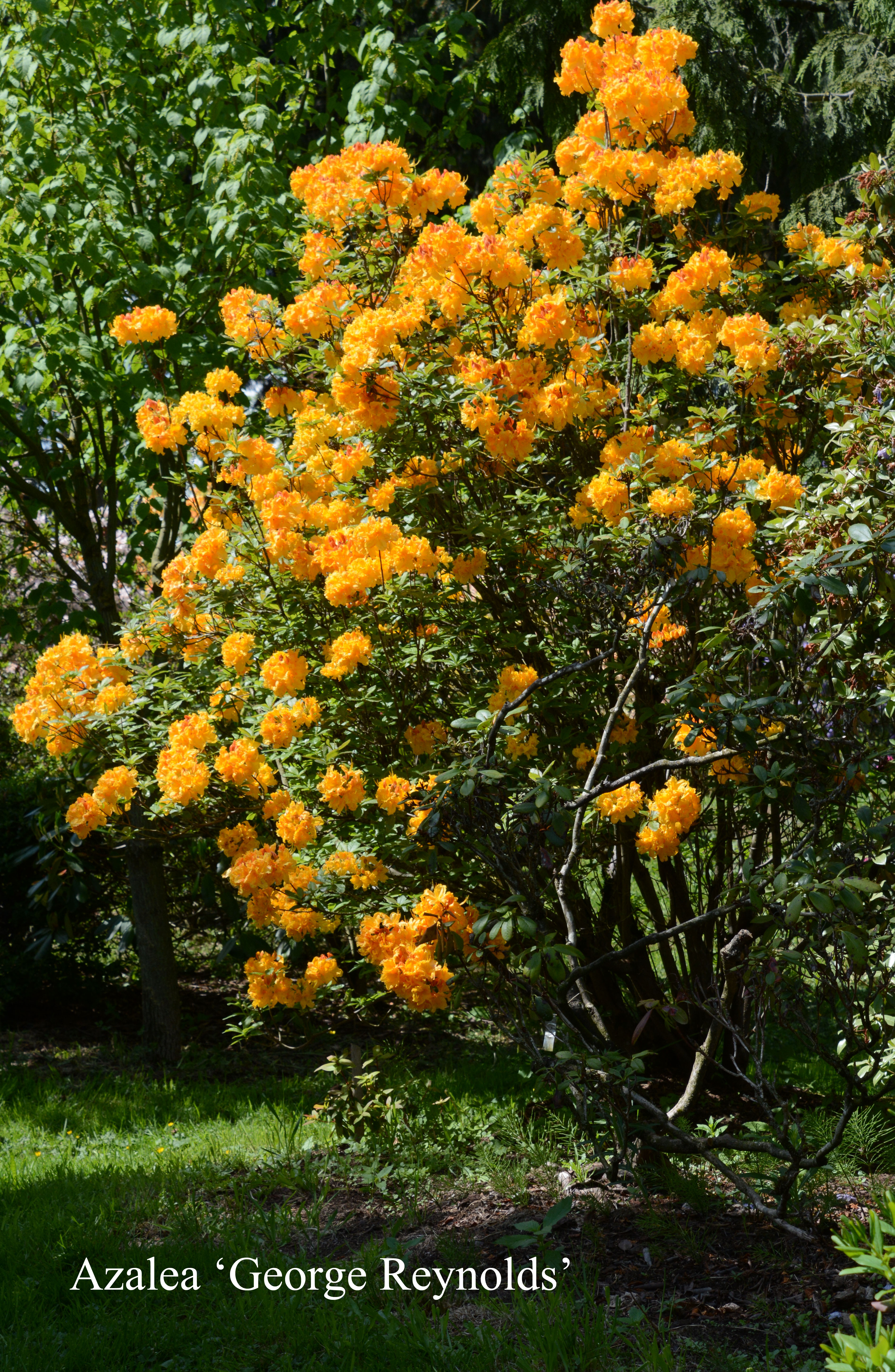 Rhododendron George Reynolds photo