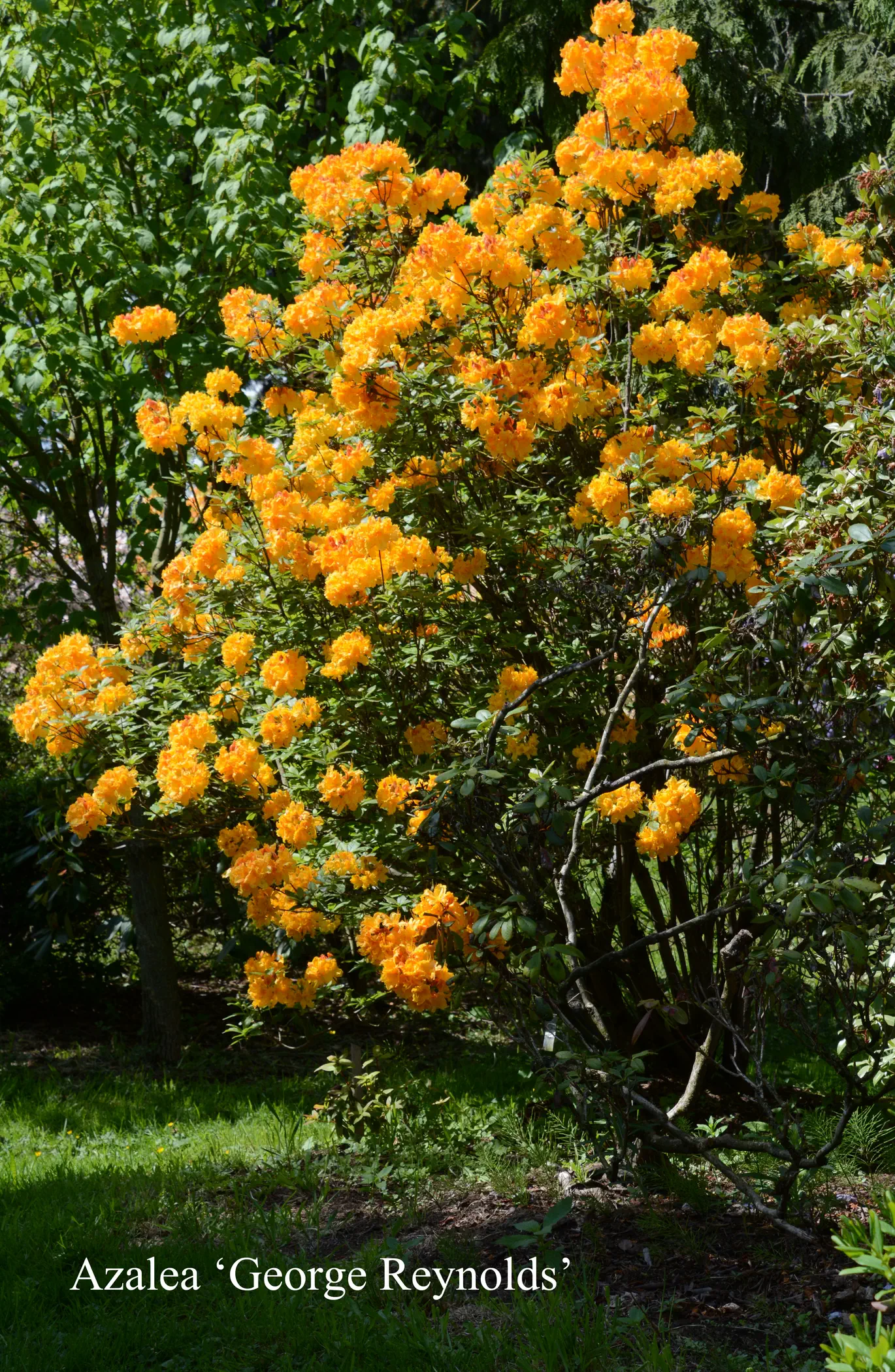 R. 'George Reynolds' photo of R. 'George Reynolds'. Location: Fearing's Farm Nursery, Abbotsford, BC, Canada. Photo by: Harold Fearing