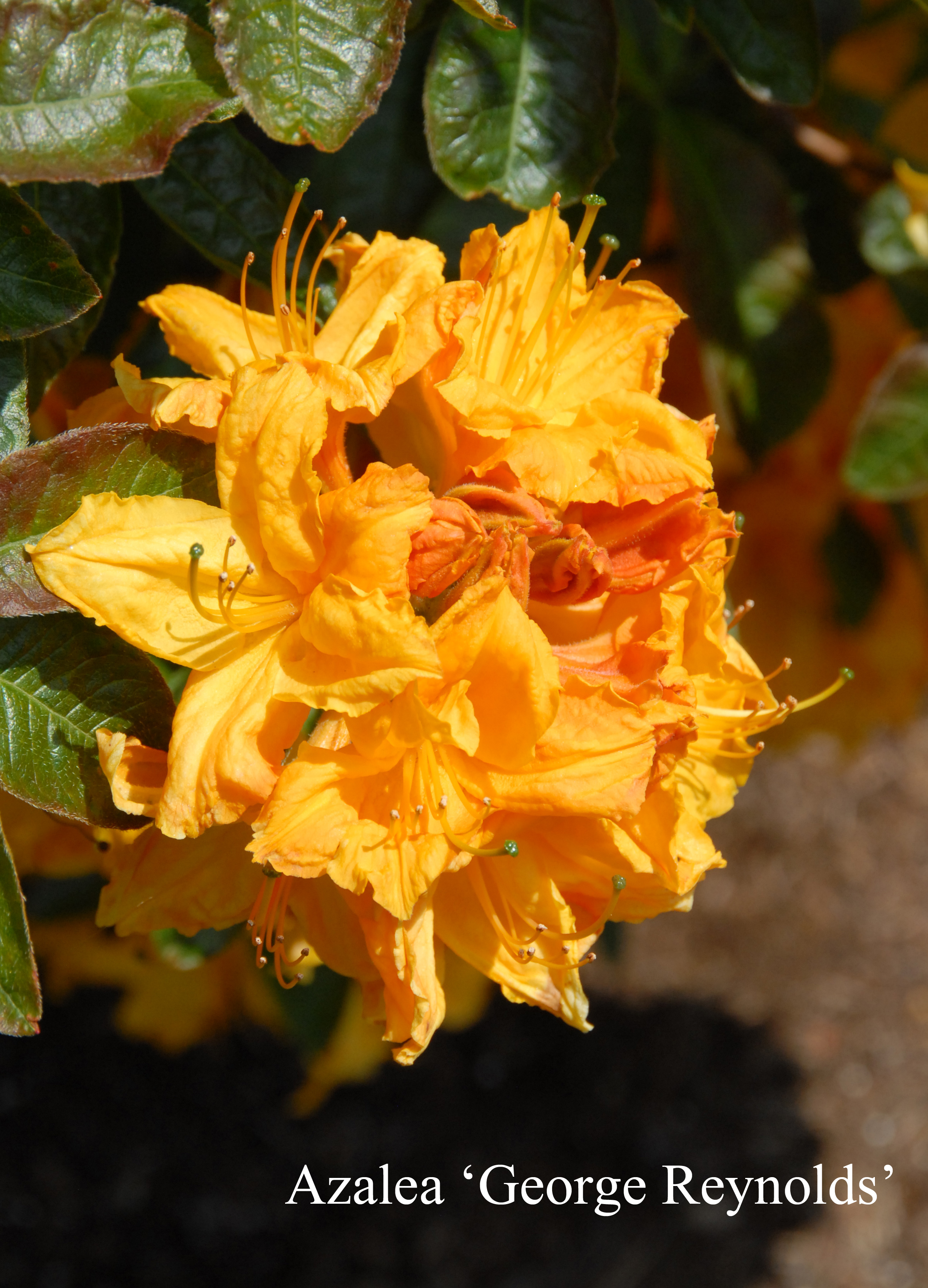 Rhododendron George Reynolds photo