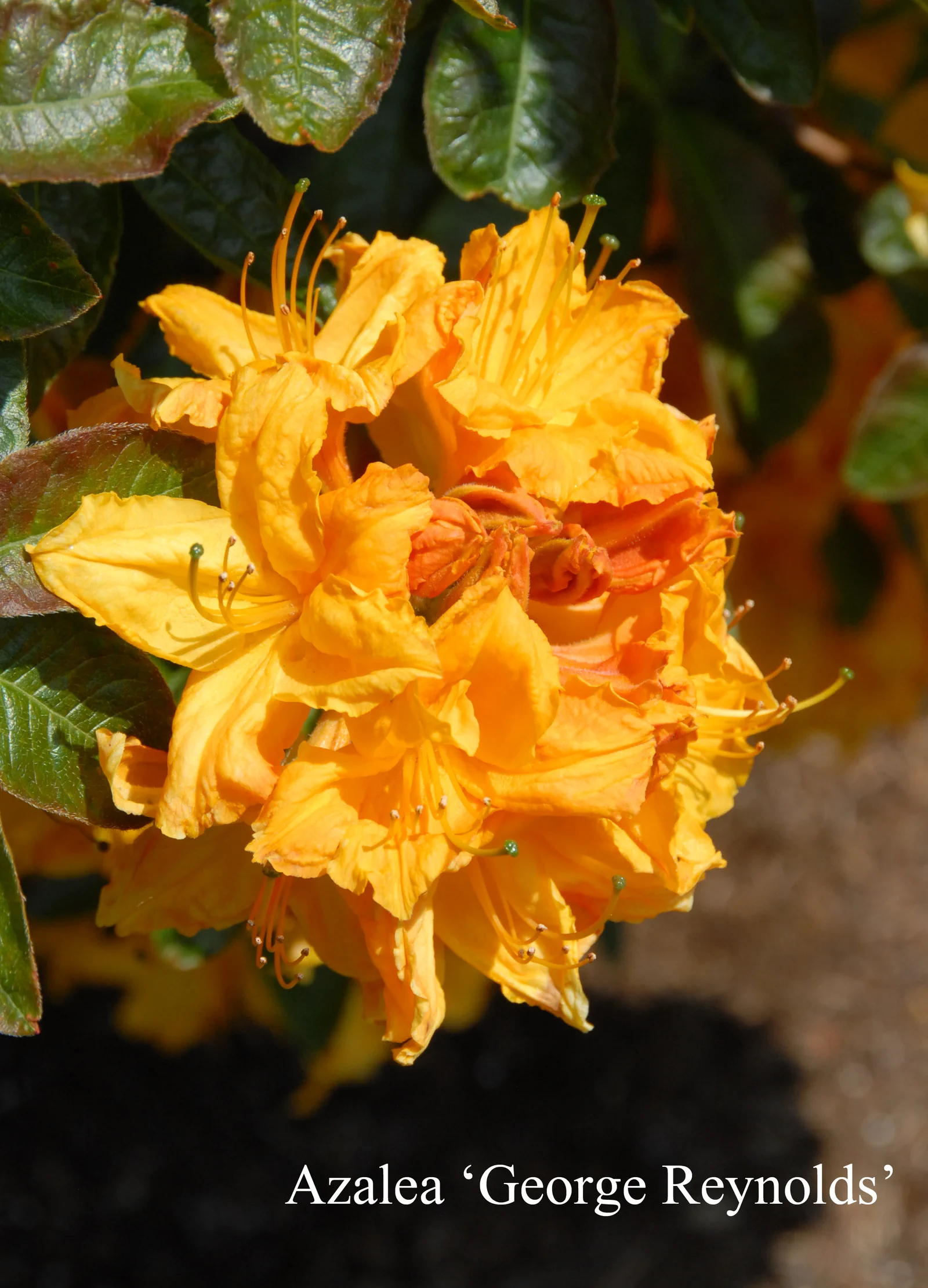 R. 'George Reynolds' photo of R. 'George Reynolds'. Location: Fearing's Farm Nursery, Abbotsford, BC, Canada. Photo by: Harold Fearing
