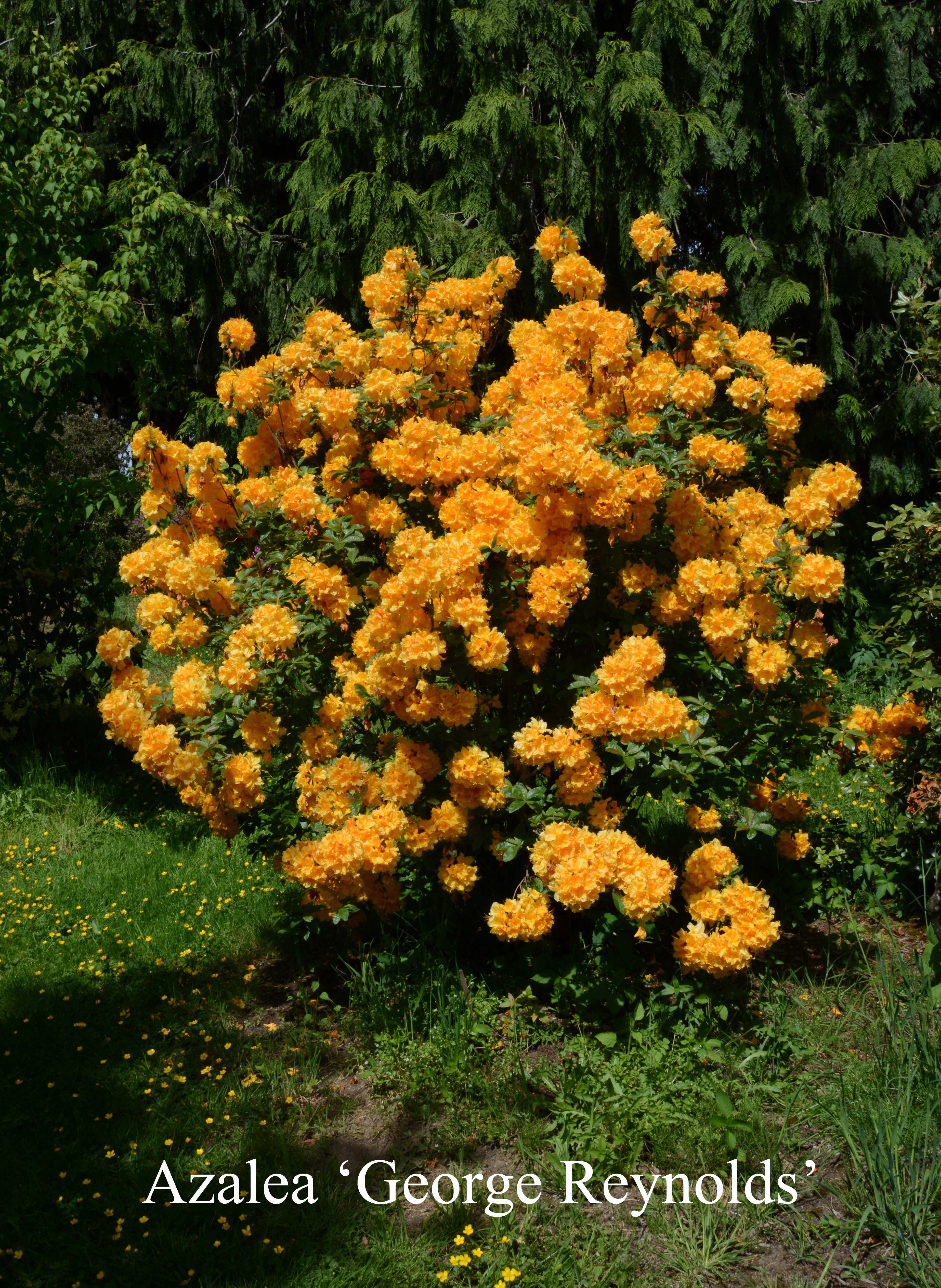 Rhododendron George Reynolds photo