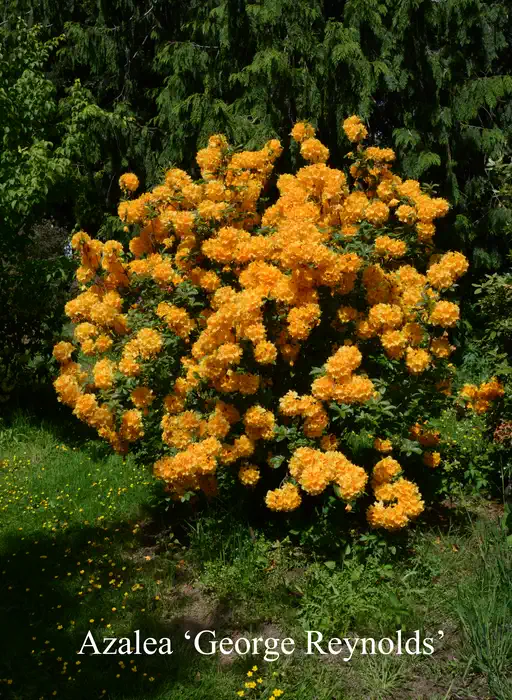 Photo of R. 'George Reynolds', Deciduous Azalea Hybrid