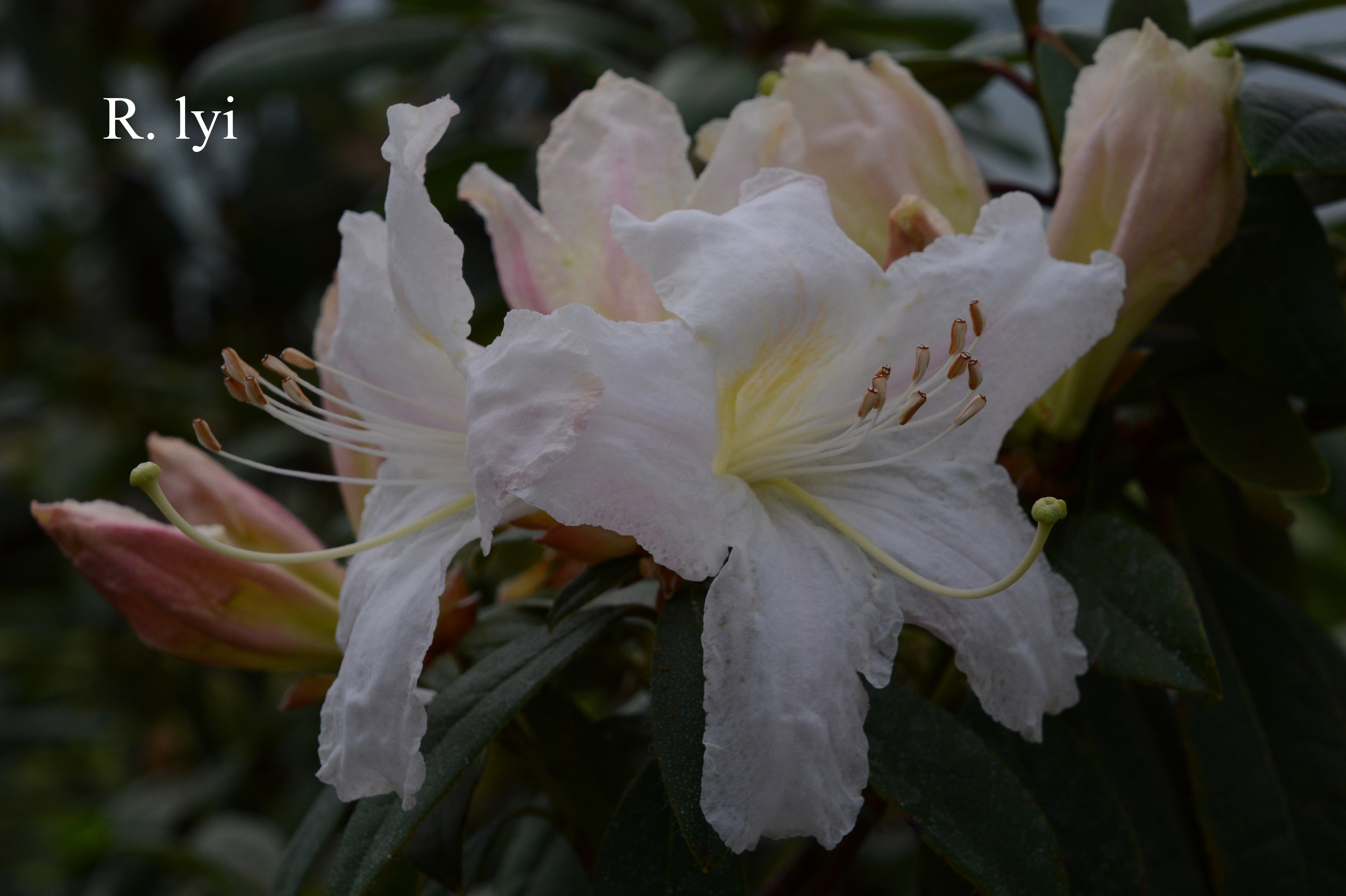 Rhododendron lyi photo