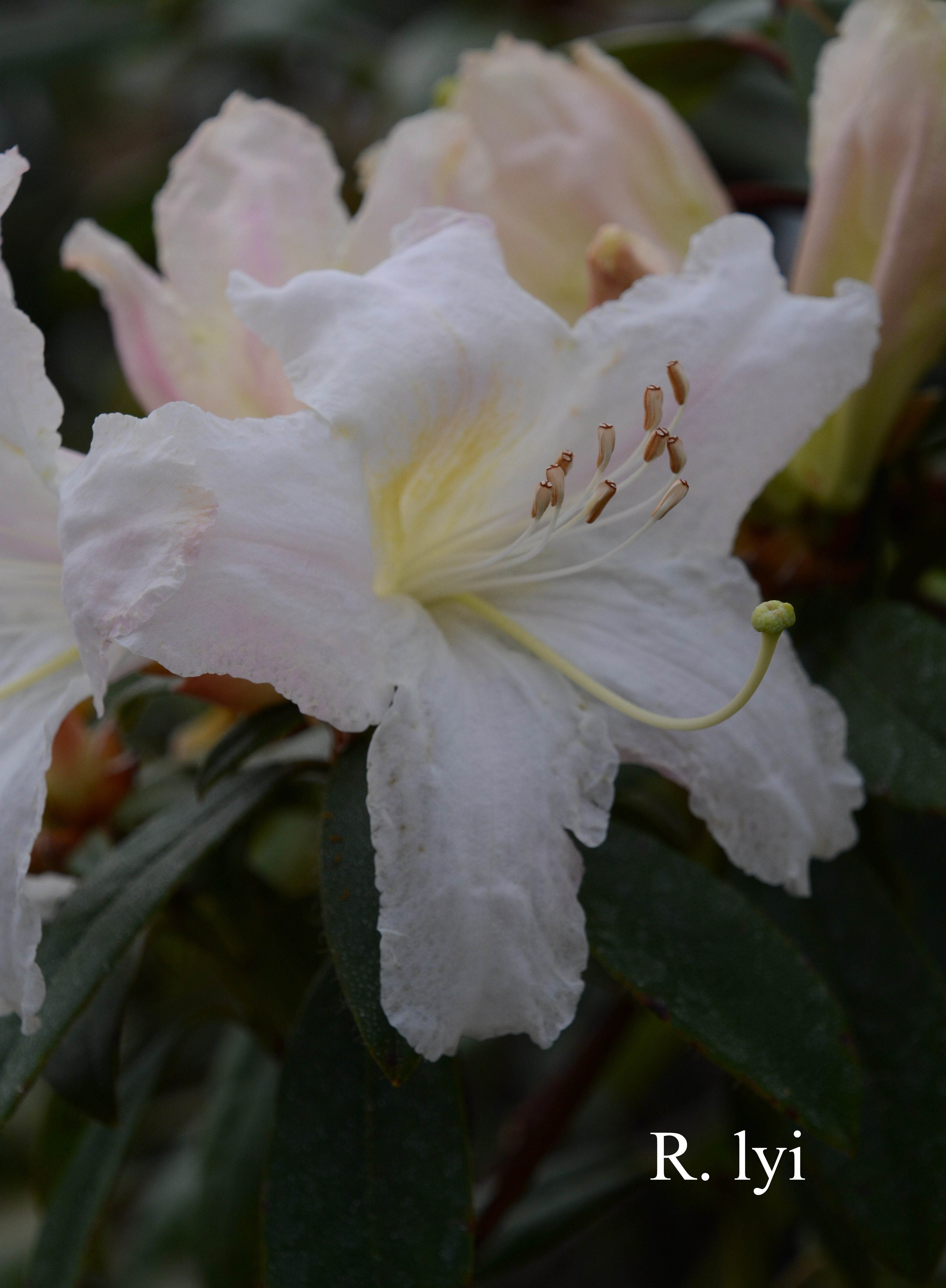 Rhododendron lyi photo