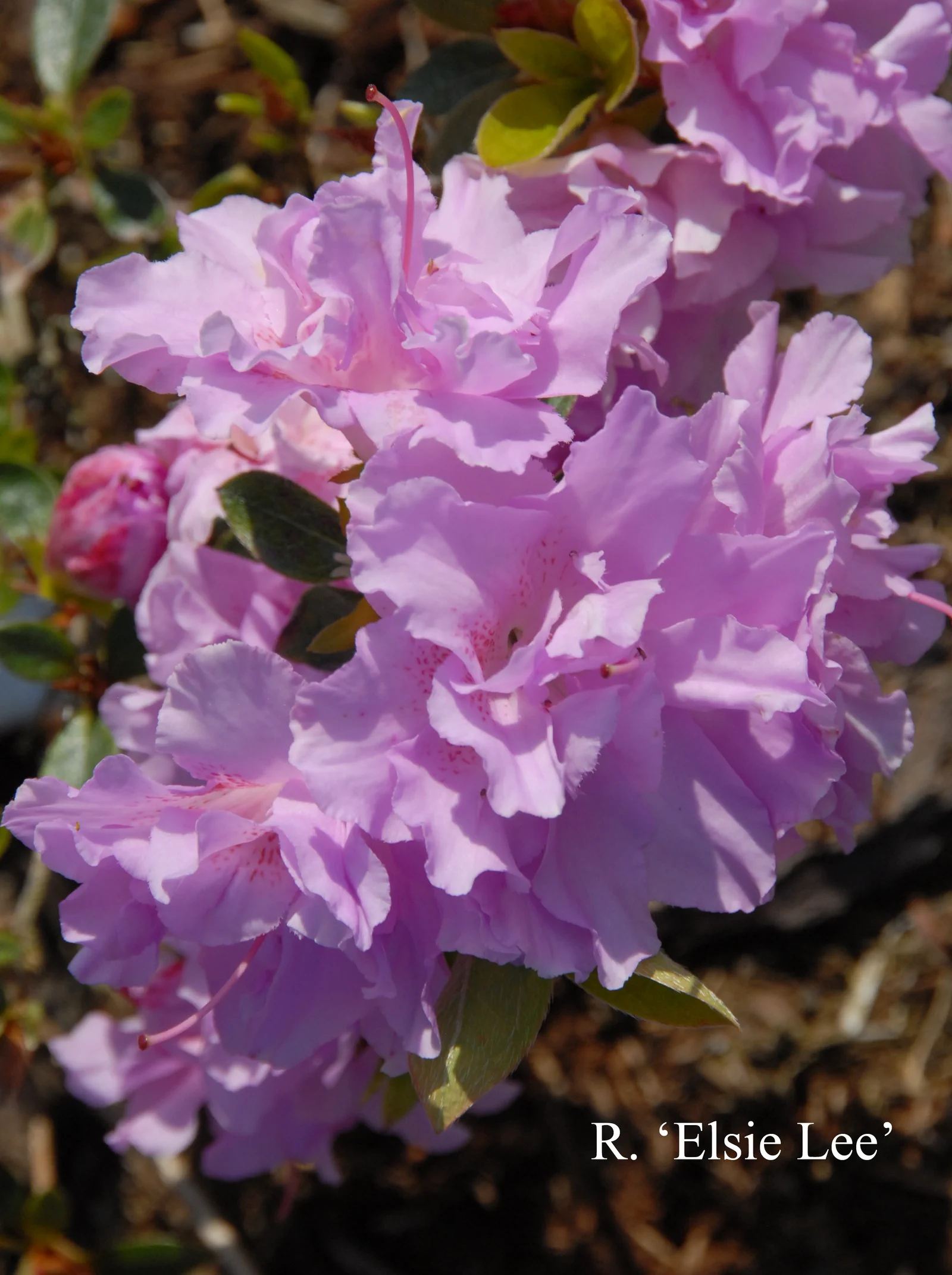 R. 'Elsie Lee' photo of R. 'Elsie Lee'. Location: Fearing's Farm Nursery, Abbotsford, BC, Canada. Photo by: Harold Fearing
