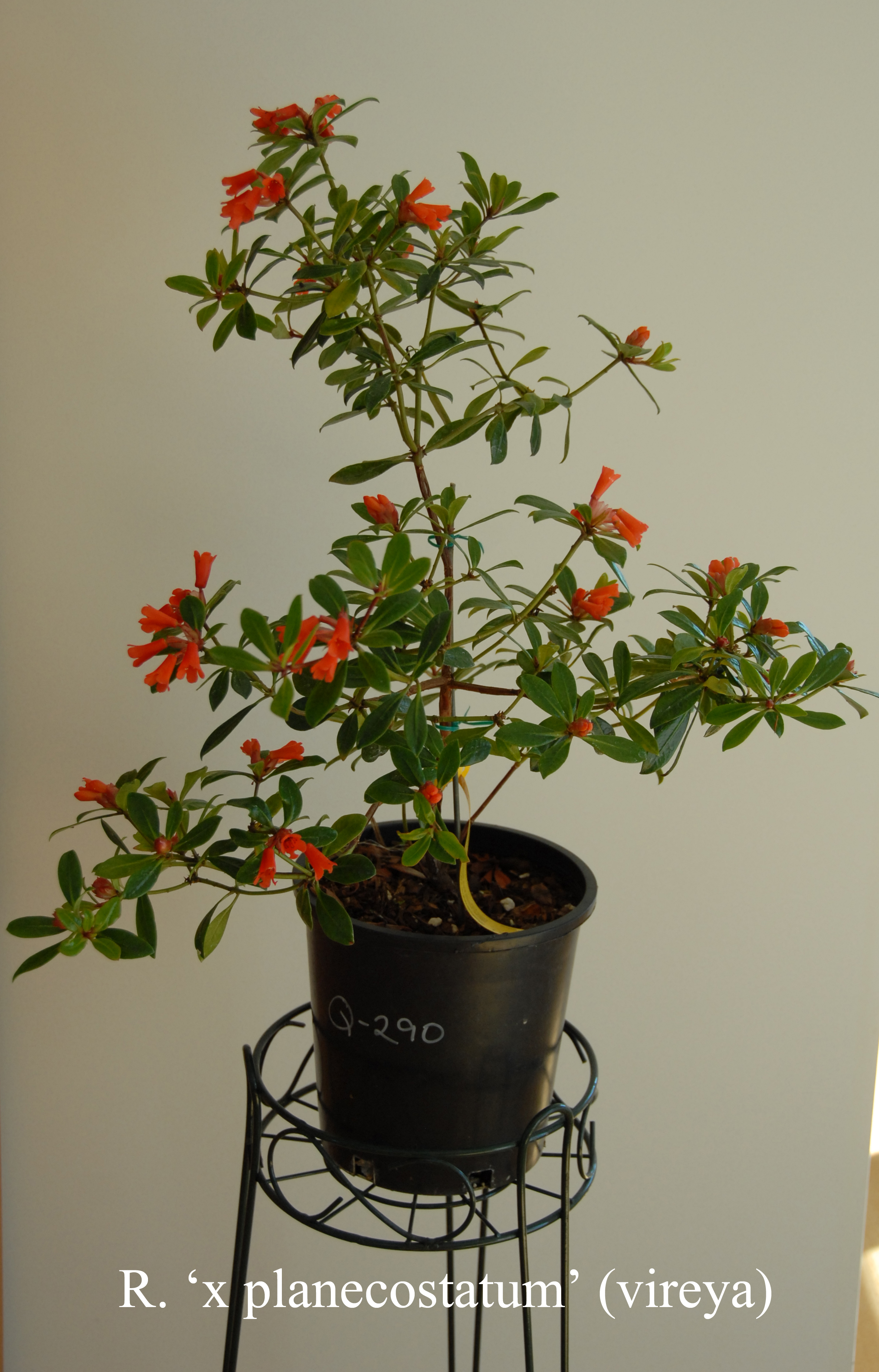 Rhododendron planecostatum photo
