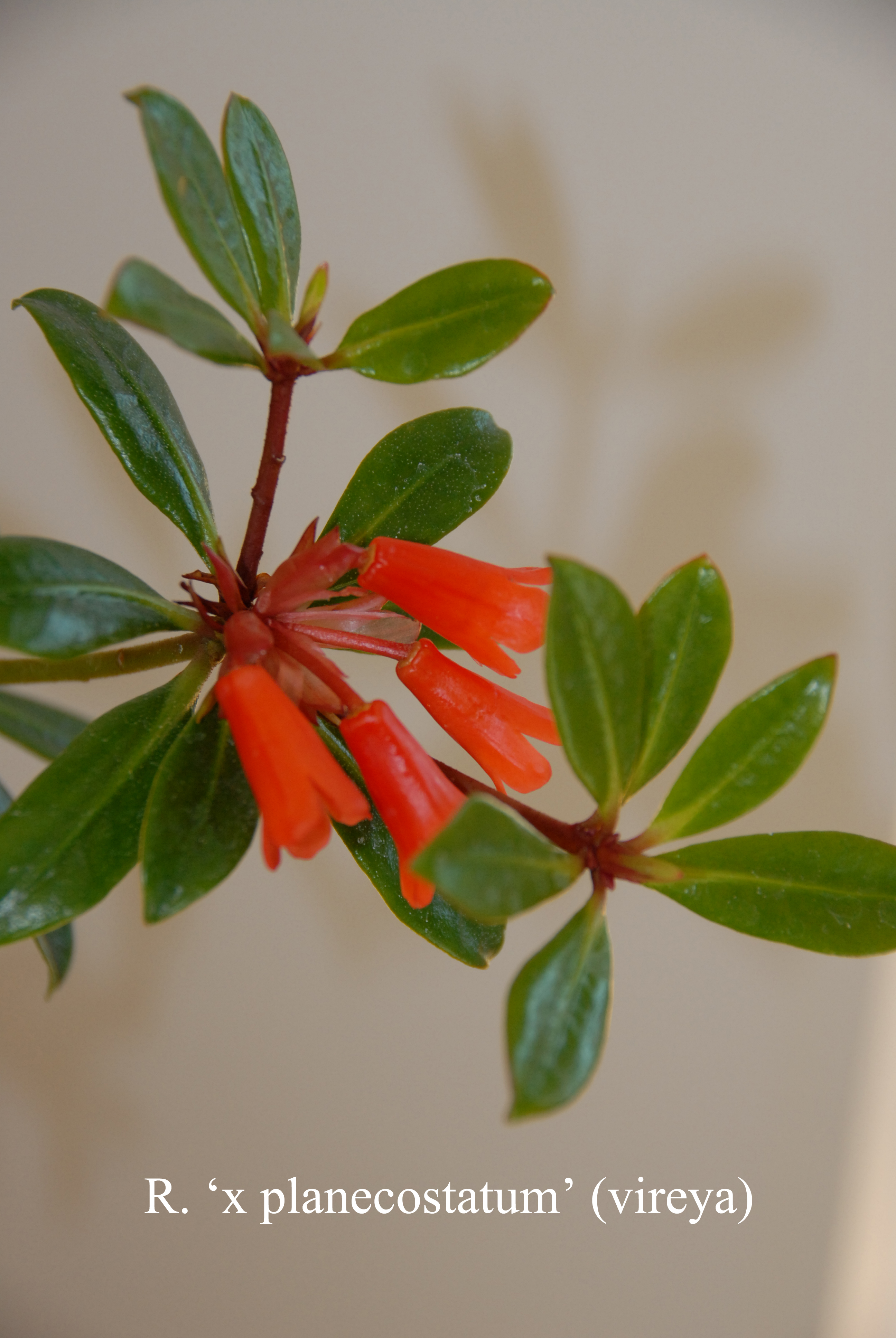 Rhododendron planecostatum photo