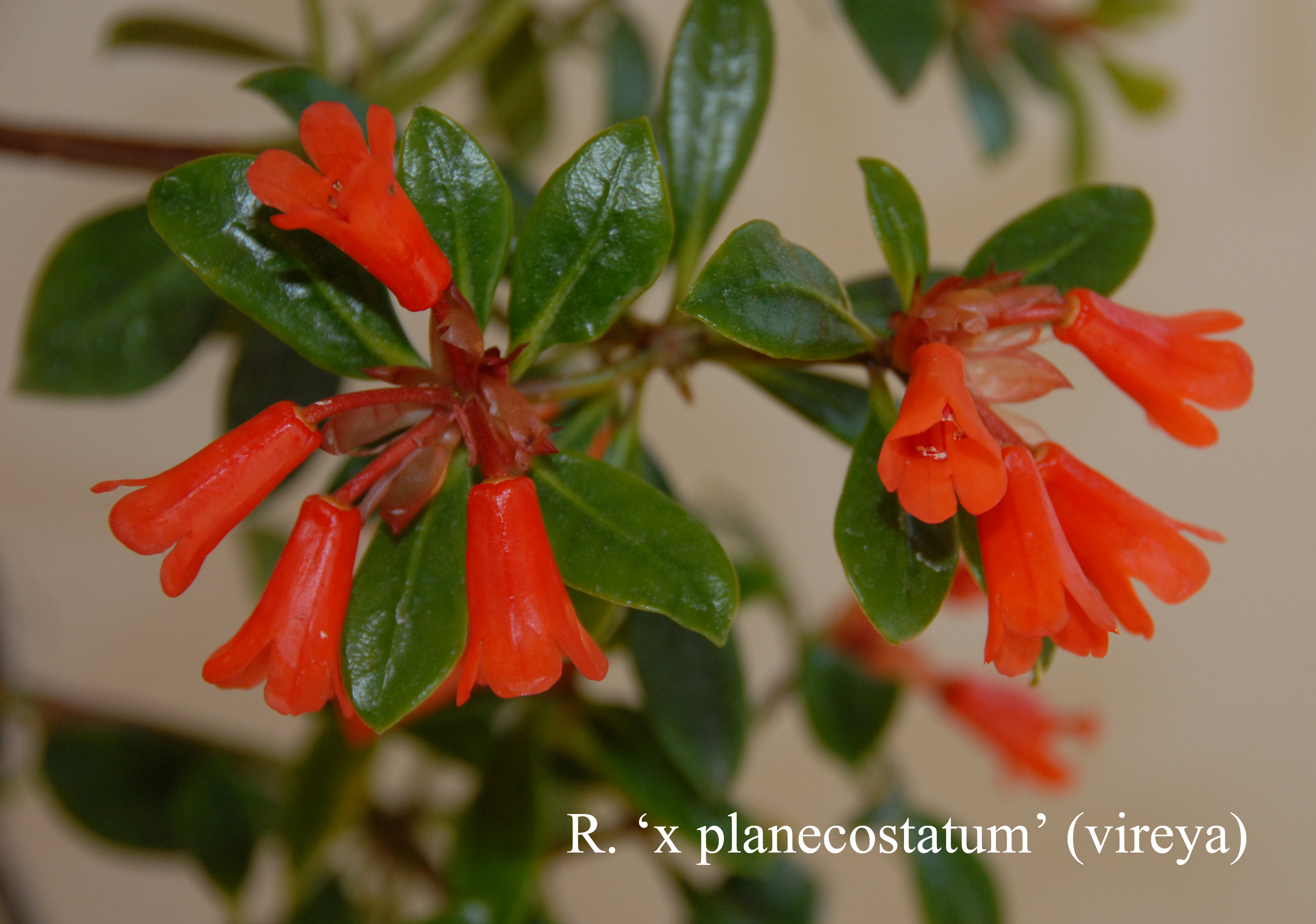 Rhododendron planecostatum photo