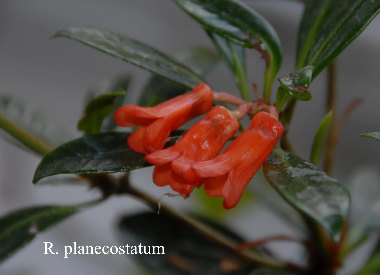 R. planecostatum photo of R. planecostatum. vireya. Location: Fearing's Farm Nursery, Abbotsford, BC, Canada. Photo by: Harold Fearing