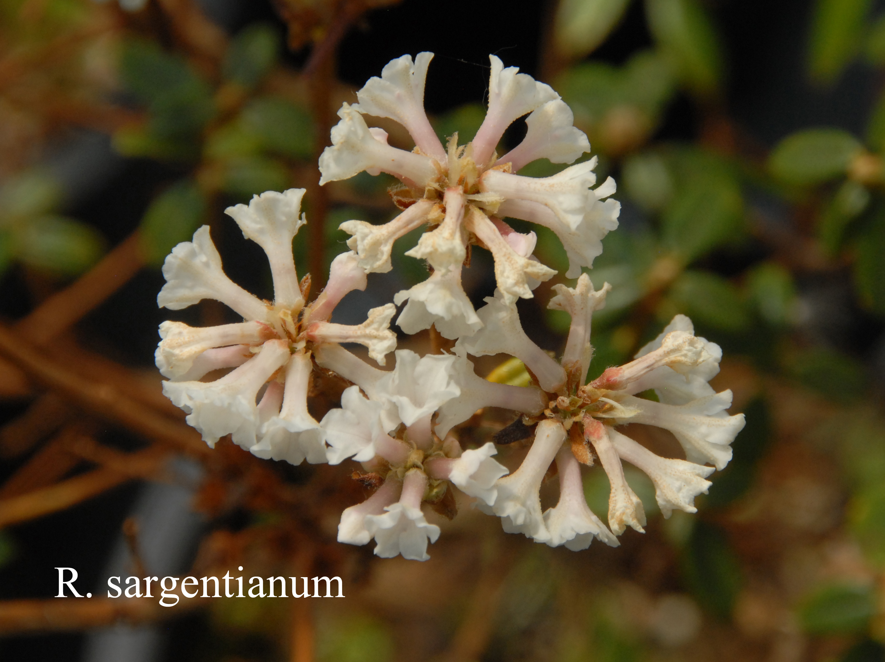 Rhododendron sargentianum photo