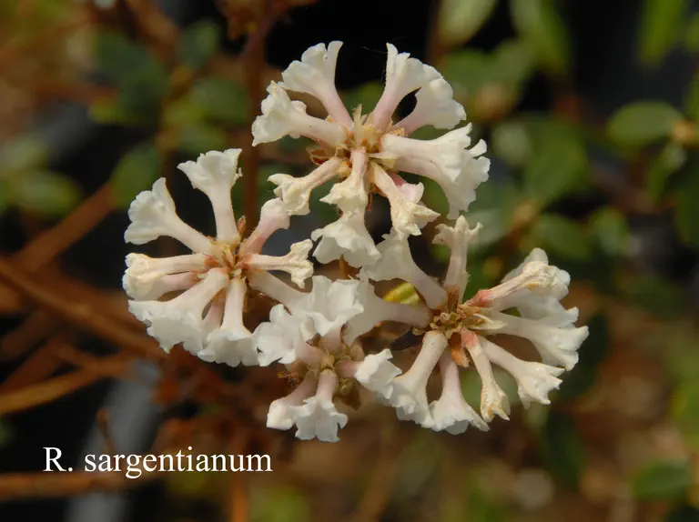 Photo of R. sargentianum, Species