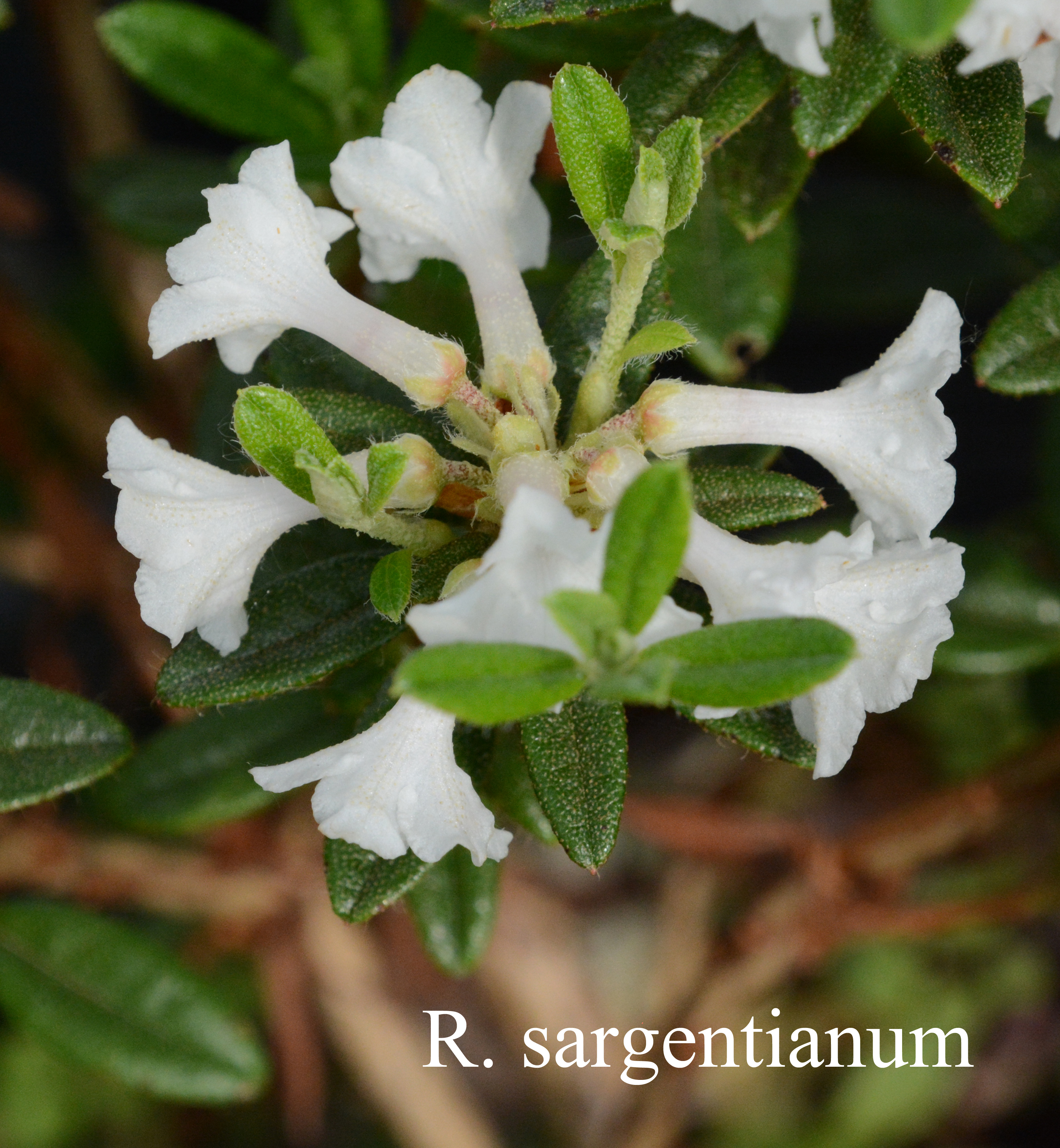 Rhododendron sargentianum photo