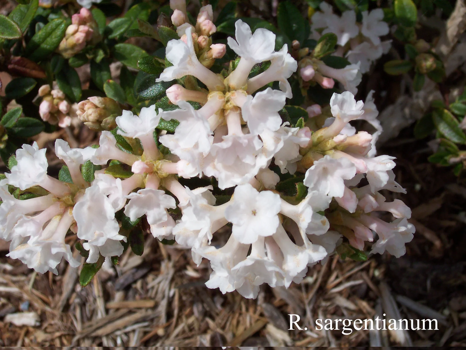 R. sargentianum photo of R. sargentianum. Location: Fearing's Farm Nursery, Abbotsford, BC, Canada. Photo by: Harold Fearing