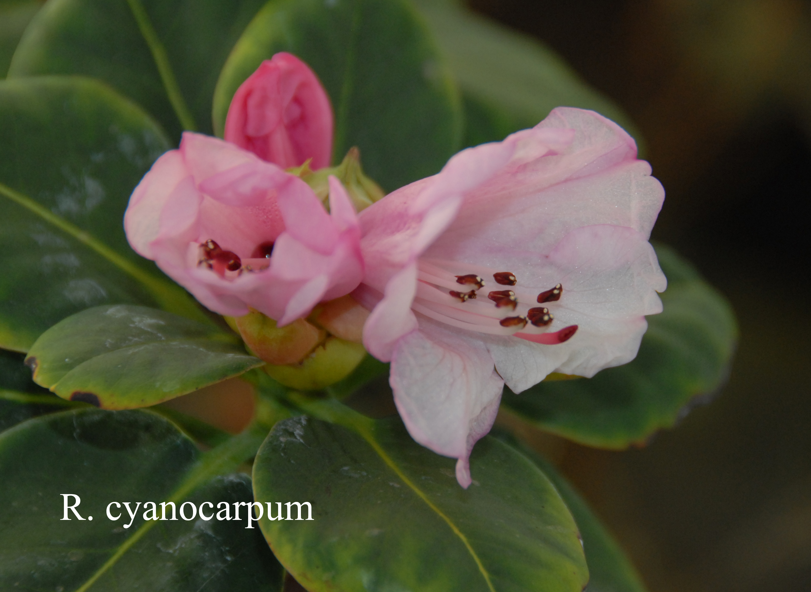 Rhododendron cyanocarpum photo