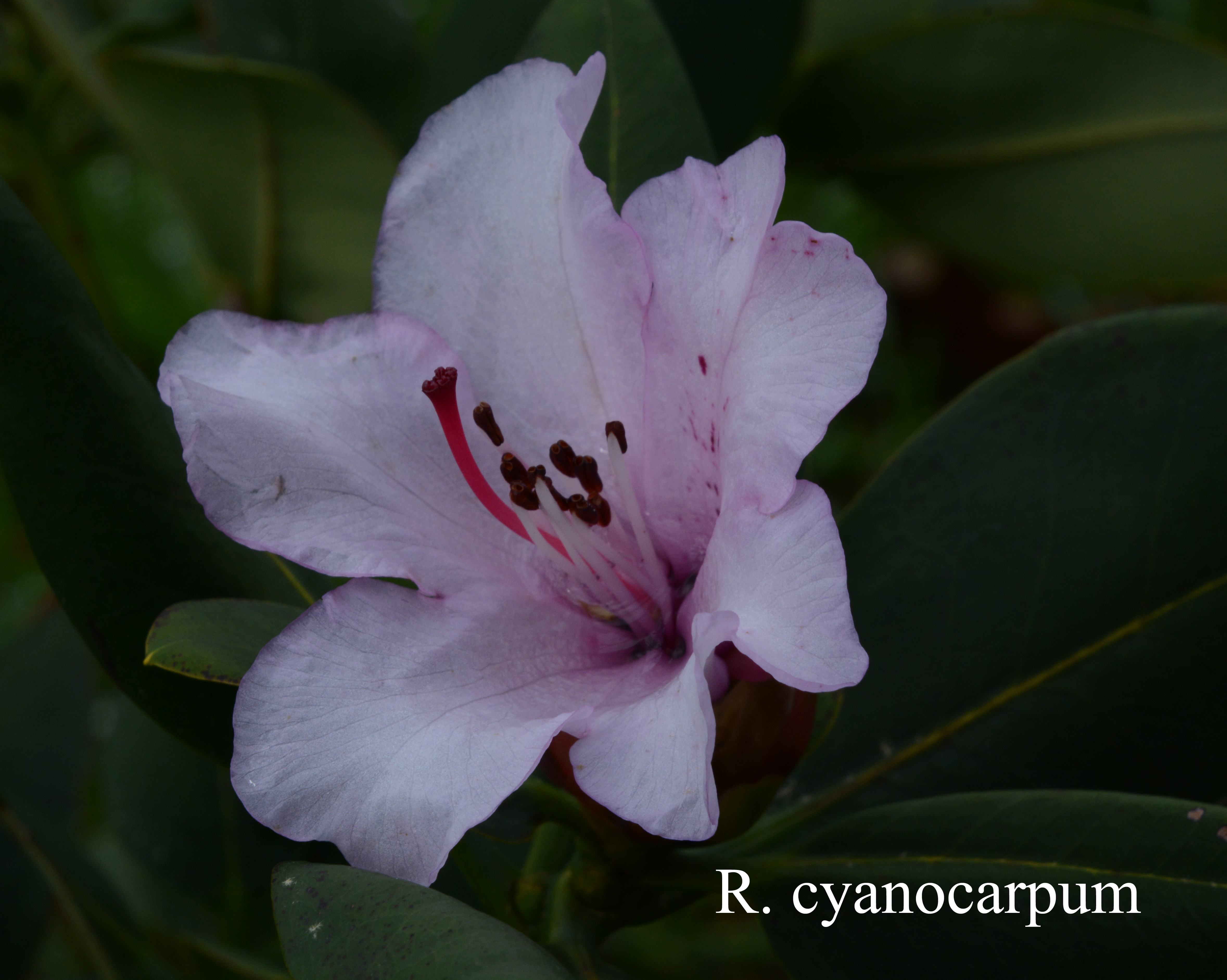 Rhododendron cyanocarpum photo