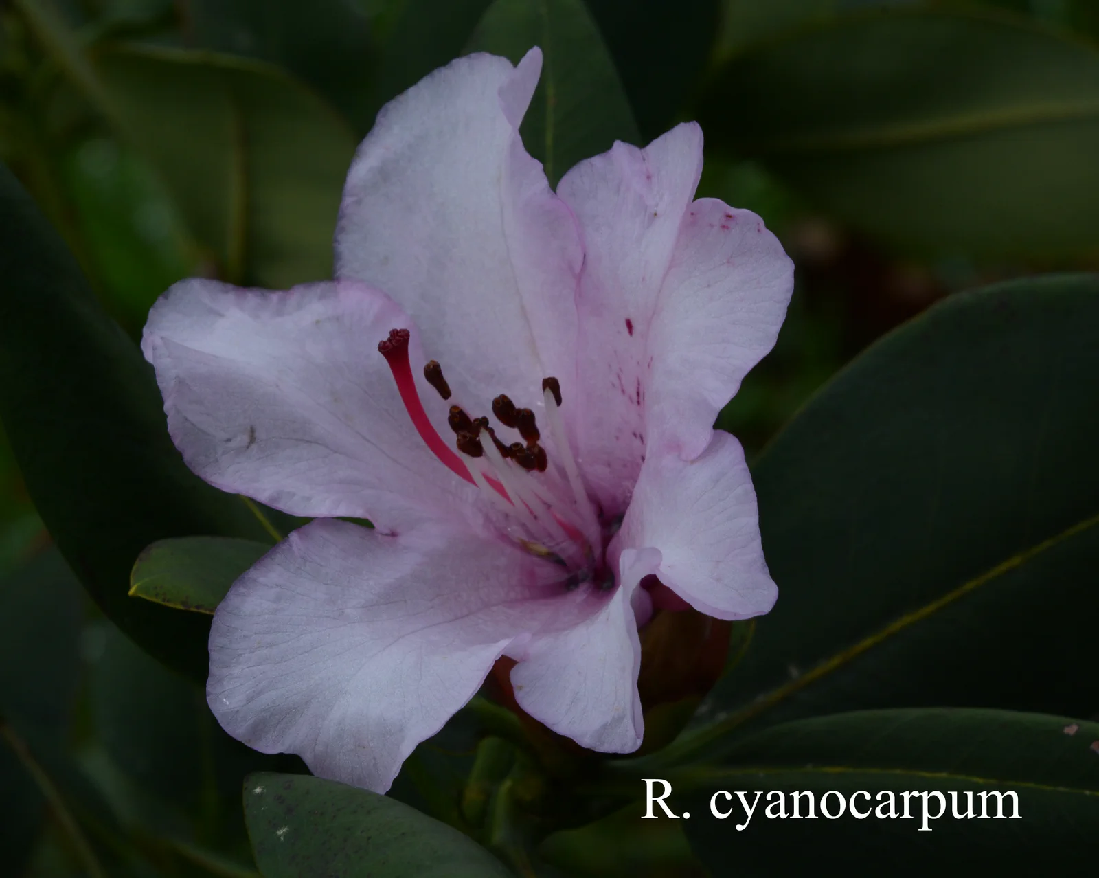 R. cyanocarpum photo of R. cyanocarpum. Location: Fearing's Farm Nursery, Abbotsford, BC, Canada. Photo by: Harold Fearing