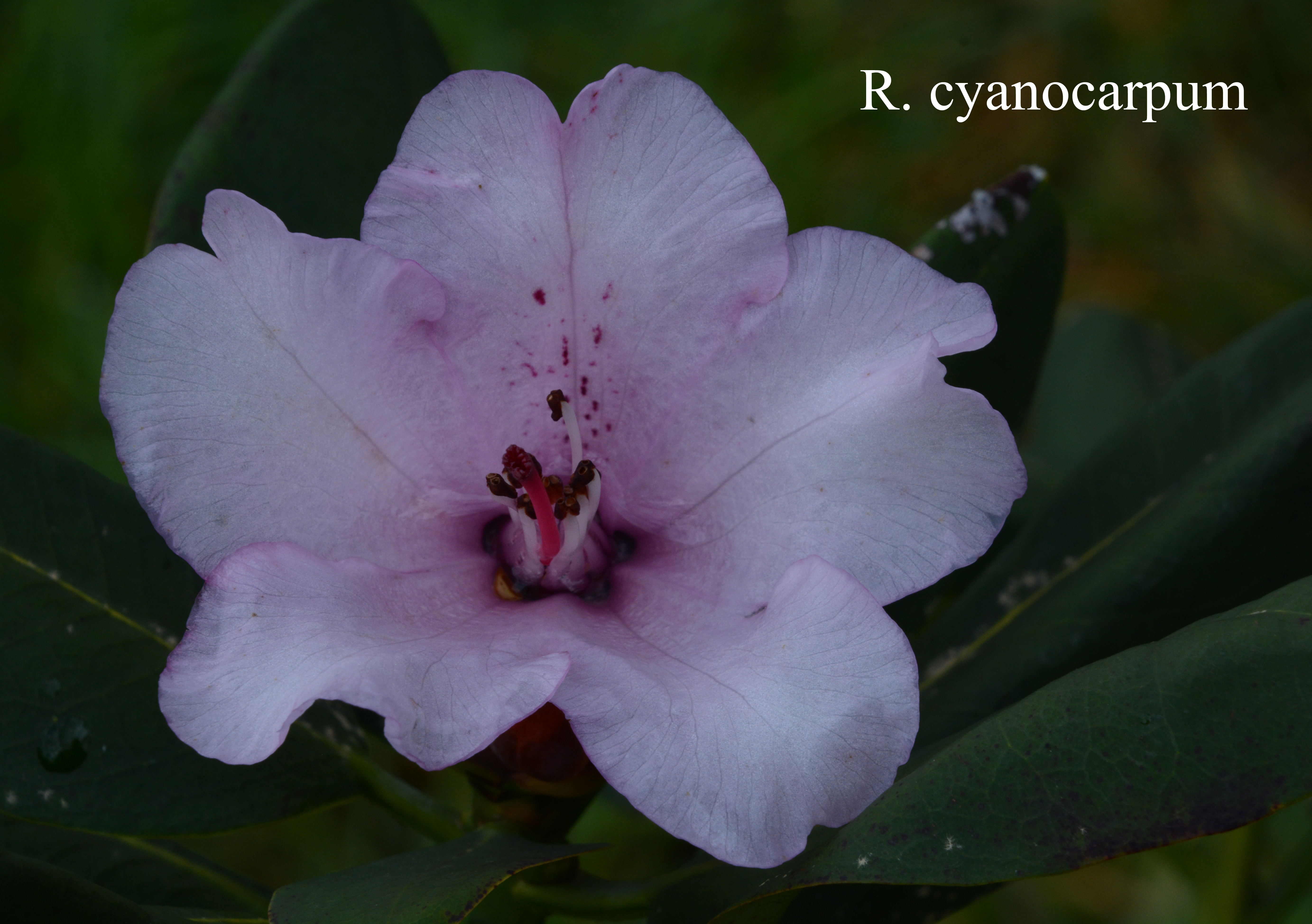 Rhododendron cyanocarpum photo