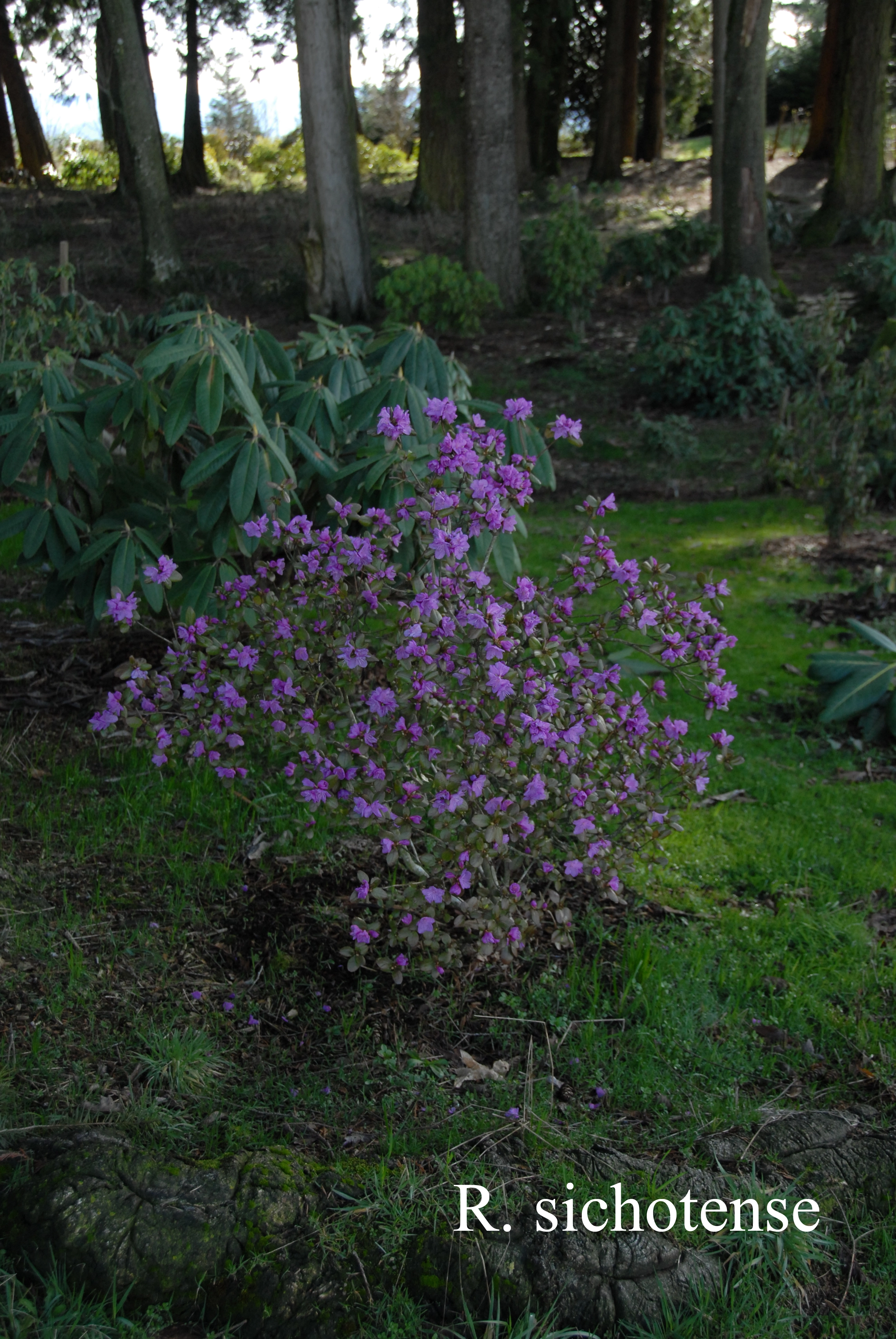 Rhododendron sichotense photo