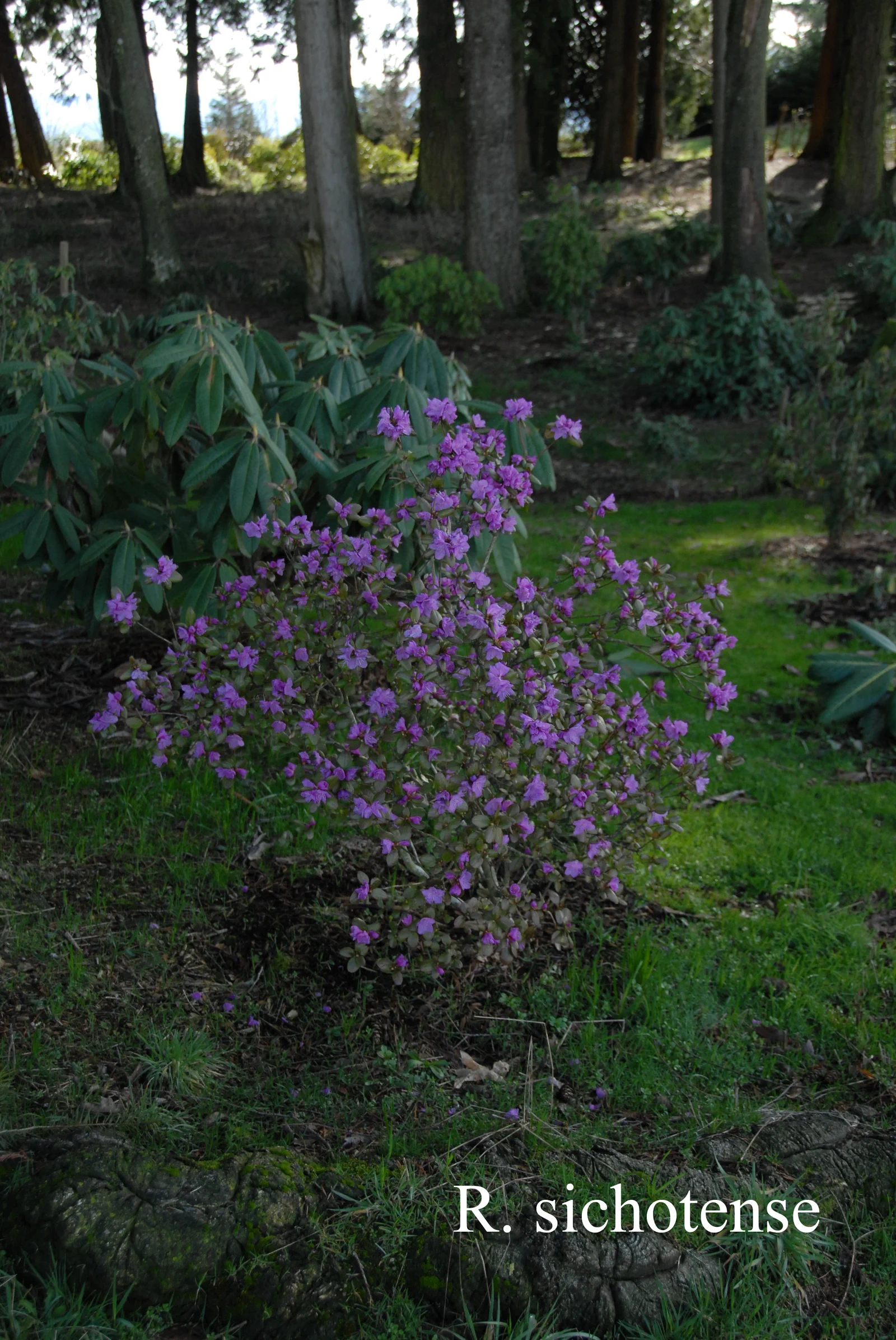 R. sichotense photo of R. sichotense. Location: Fearing's Farm Nursery, Abbotsford, BC, Canada. Photo by: Harold Fearing