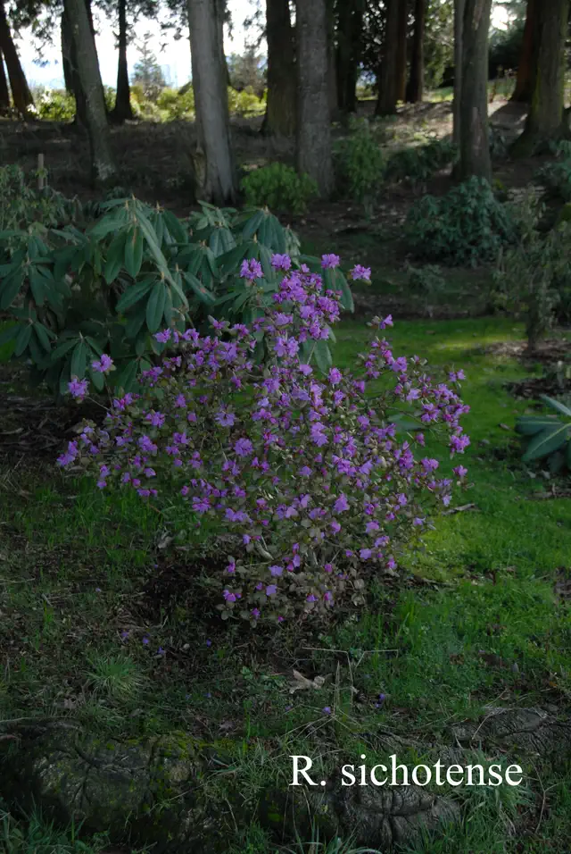 Photo of R. sichotense, Species