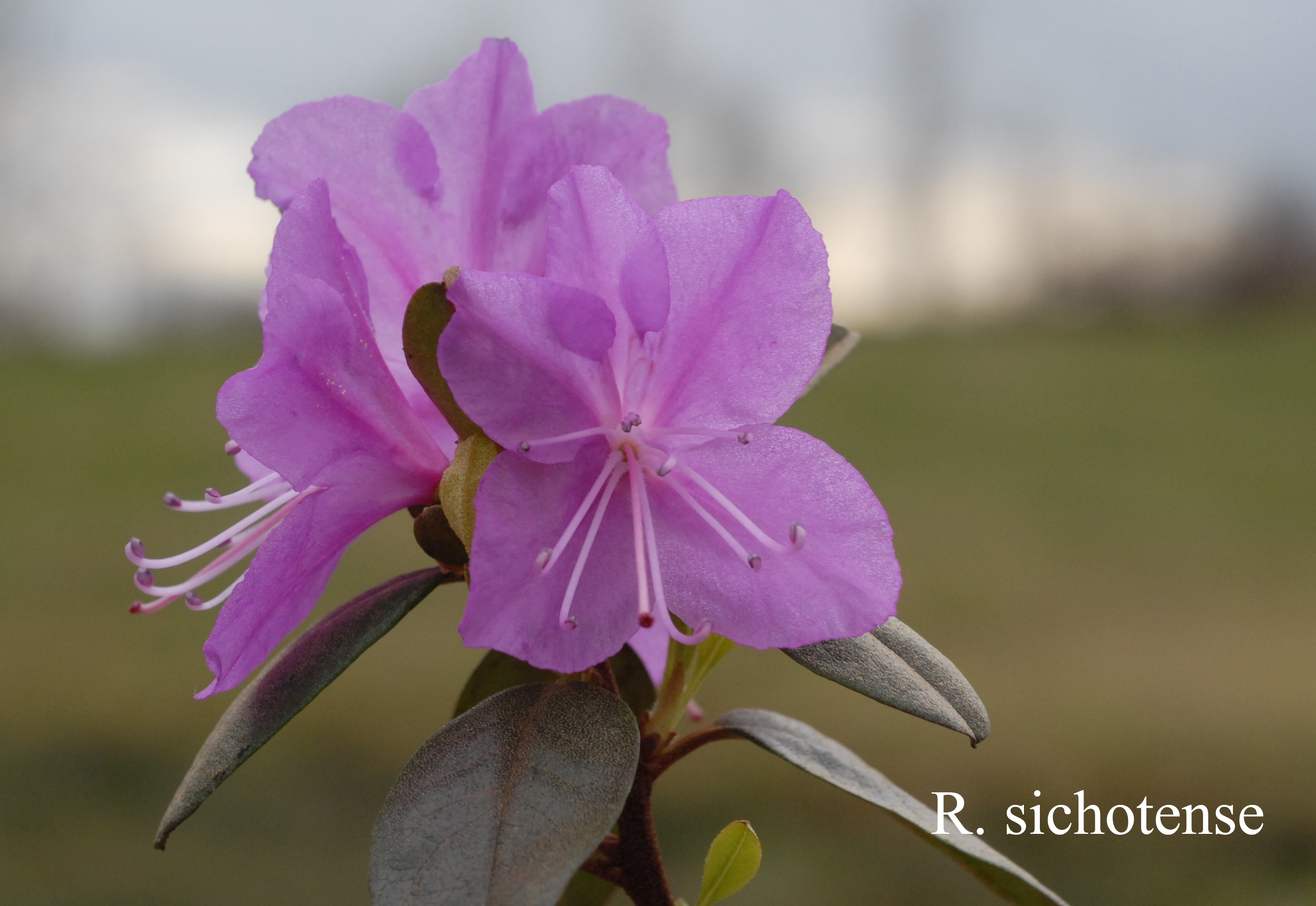 Rhododendron sichotense photo