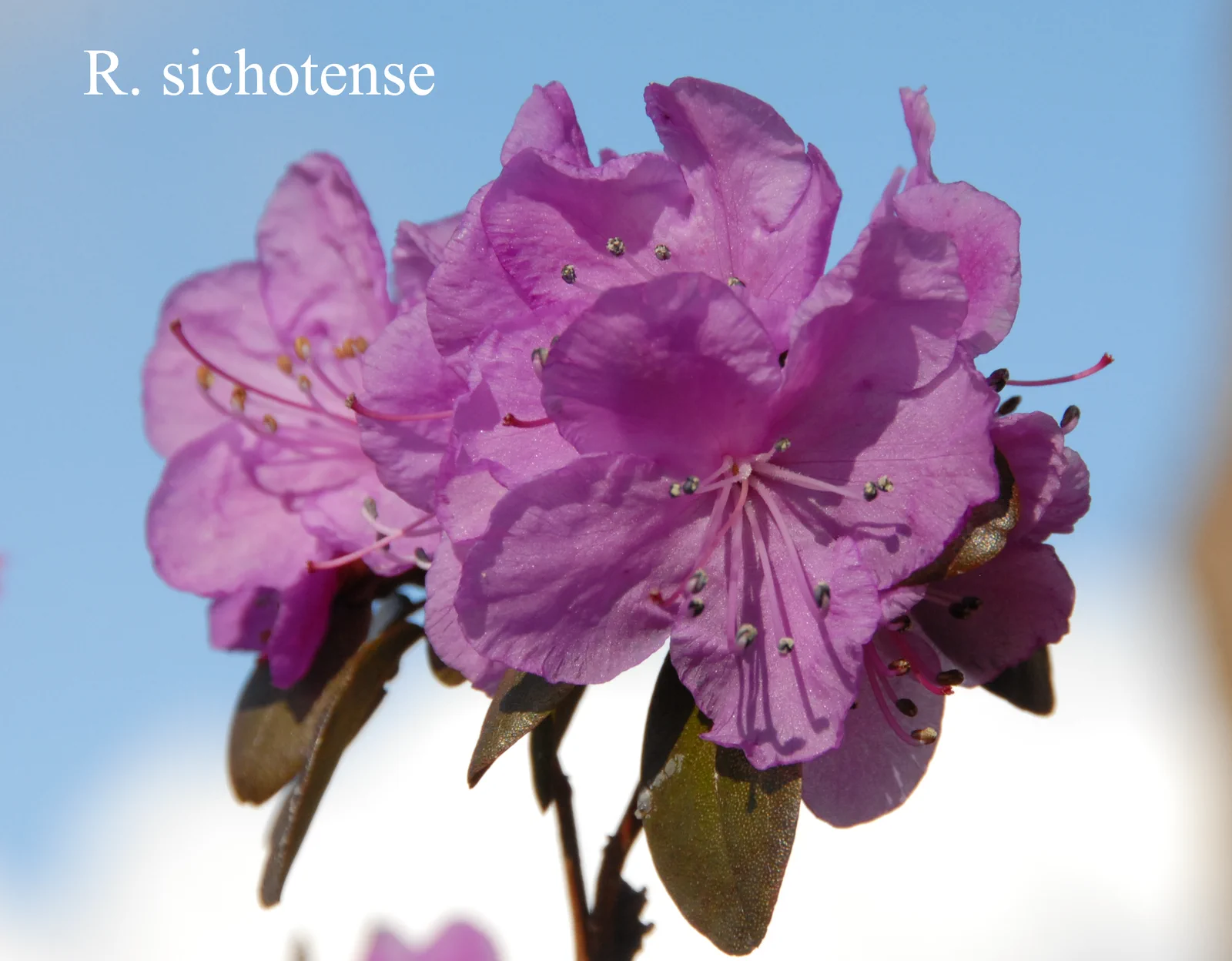 R. sichotense photo of R. sichotense. Location: Fearing's Farm Nursery, Abbotsford, BC, Canada. Photo by: Harold Fearing