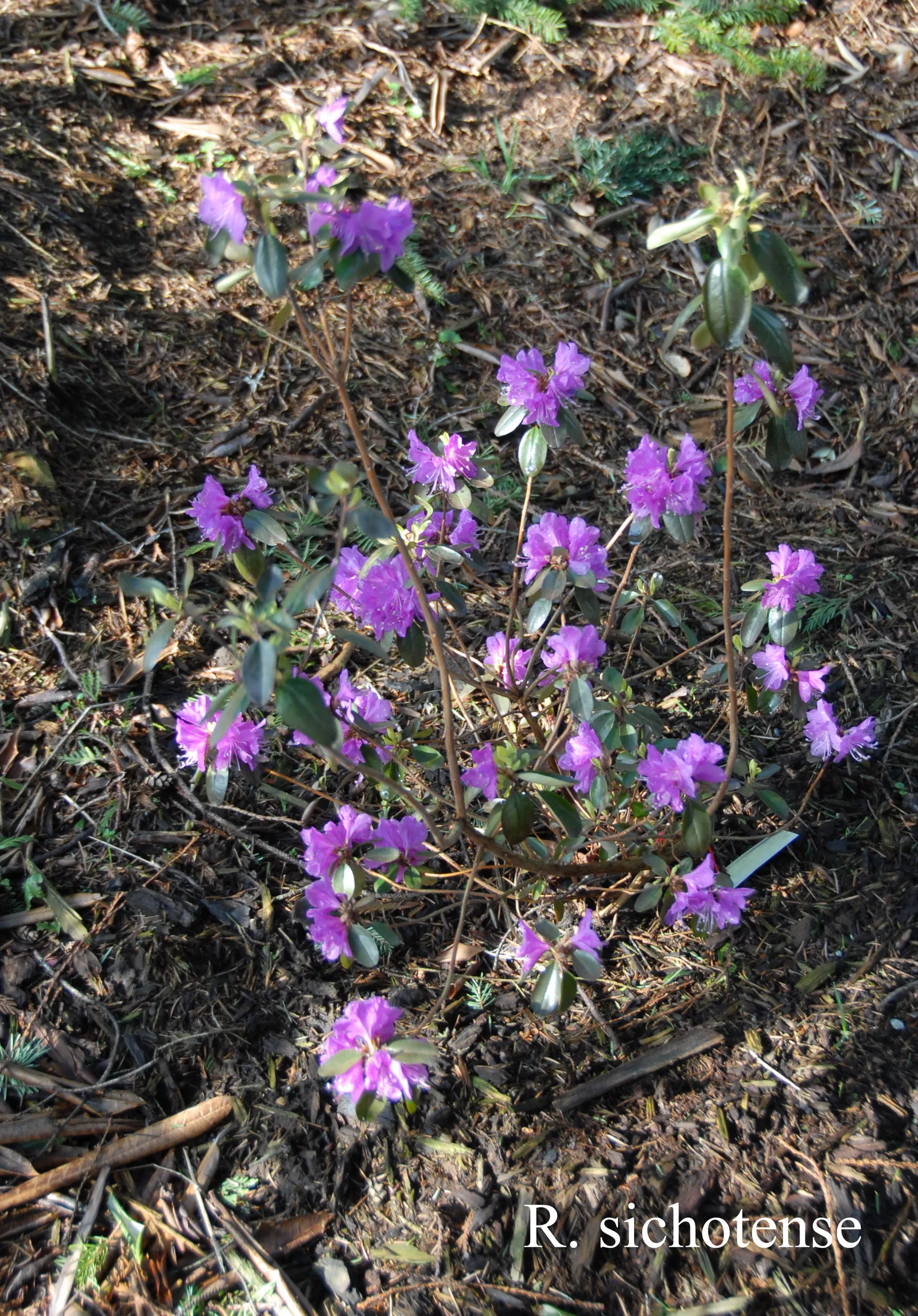 R. sichotense photo of R. sichotense. Location: Fearing's Farm Nursery, Abbotsford, BC, Canada. Photo by: Harold Fearing