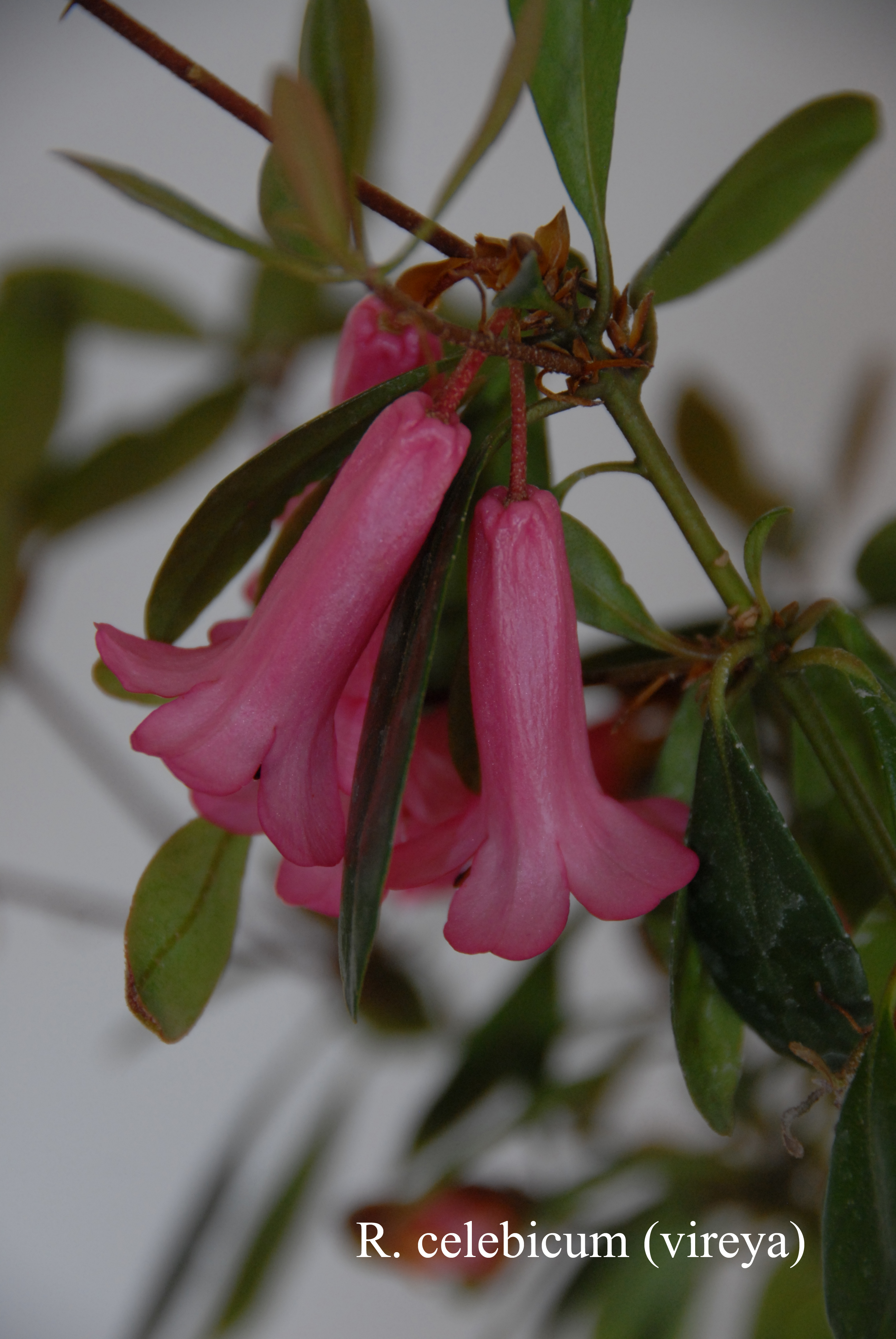 Rhododendron celebicum photo