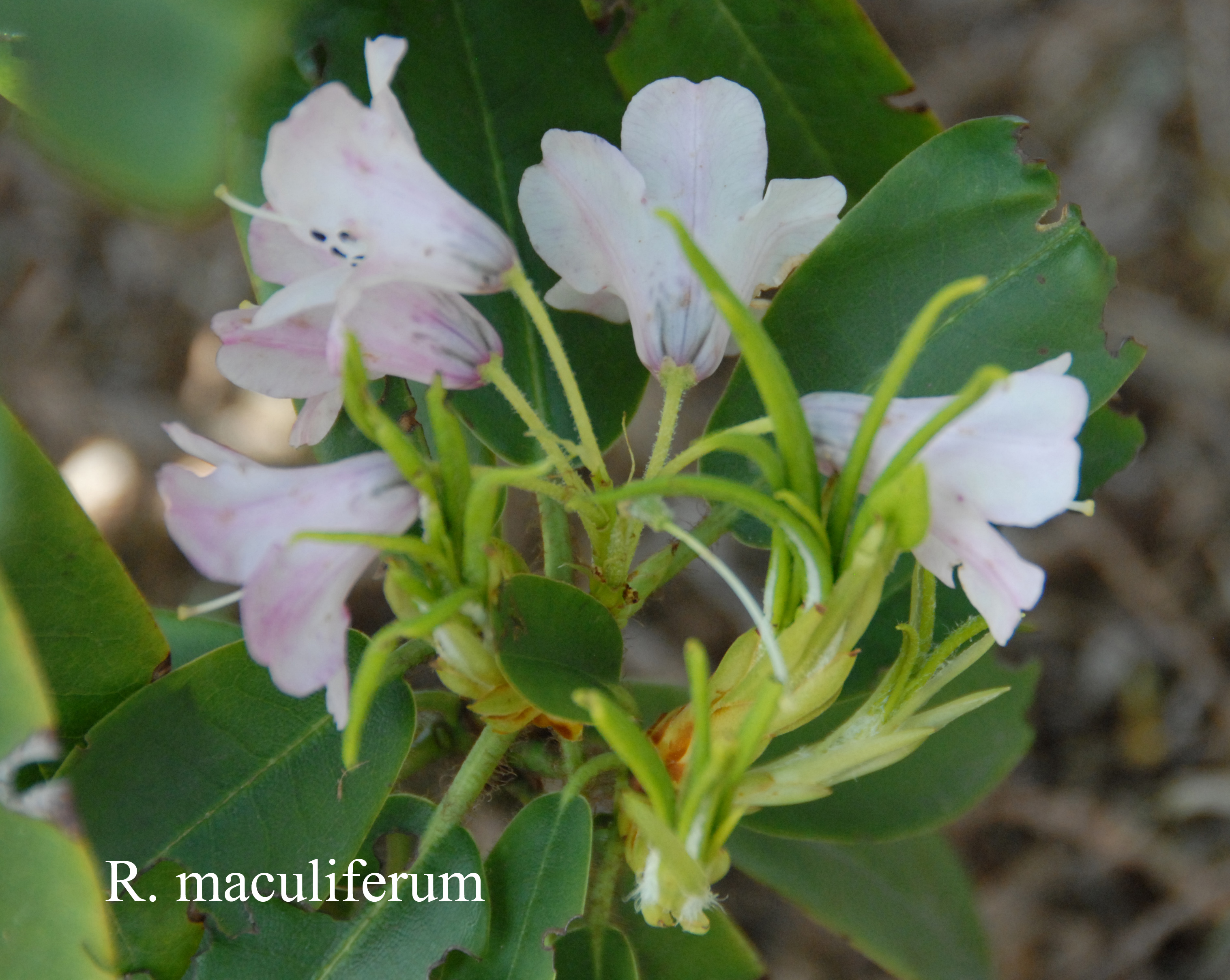 Rhododendron maculiferum photo